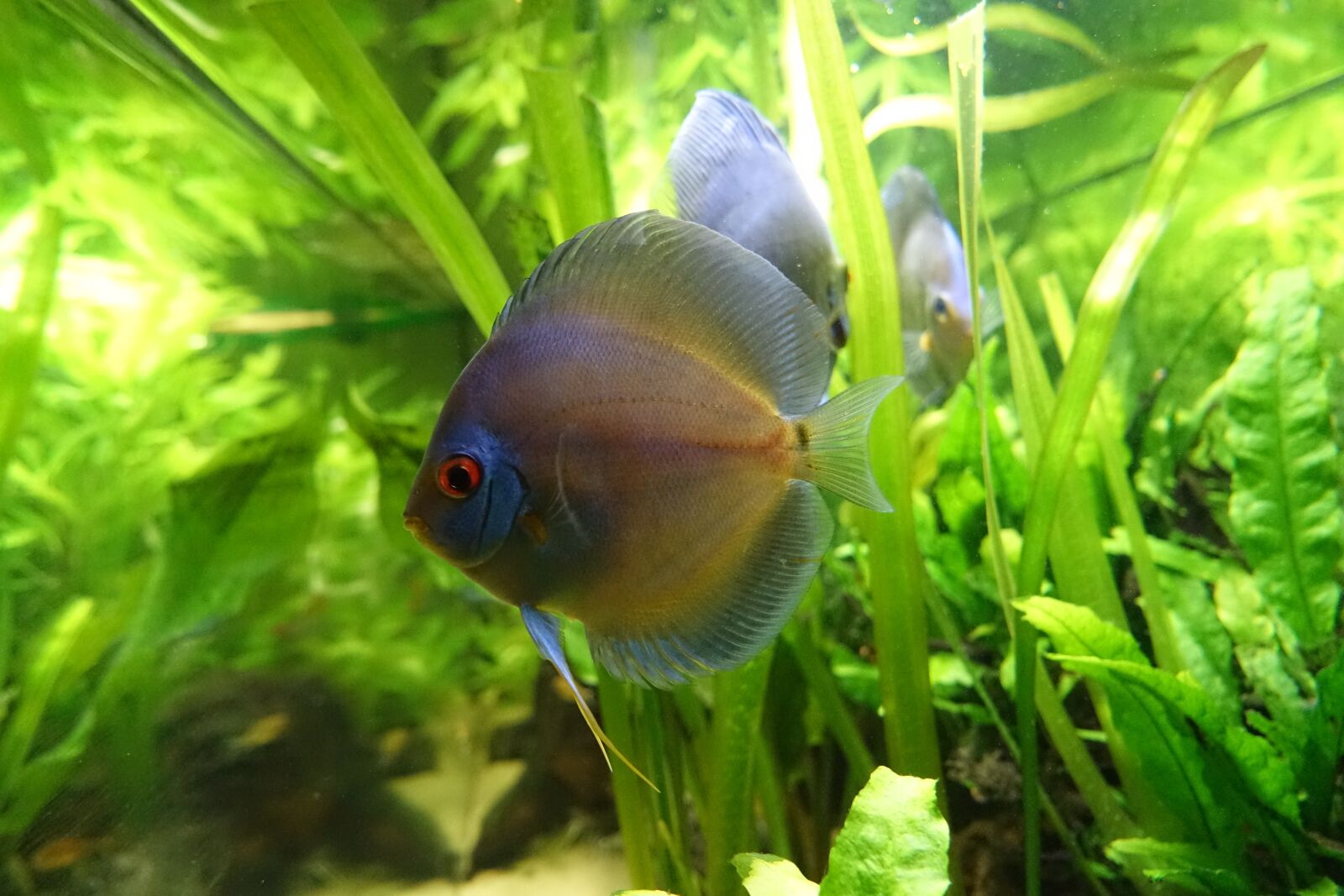 Sony Cyber-shot DSC-RX100 III sample photo. Aquarium, fish, discus photography