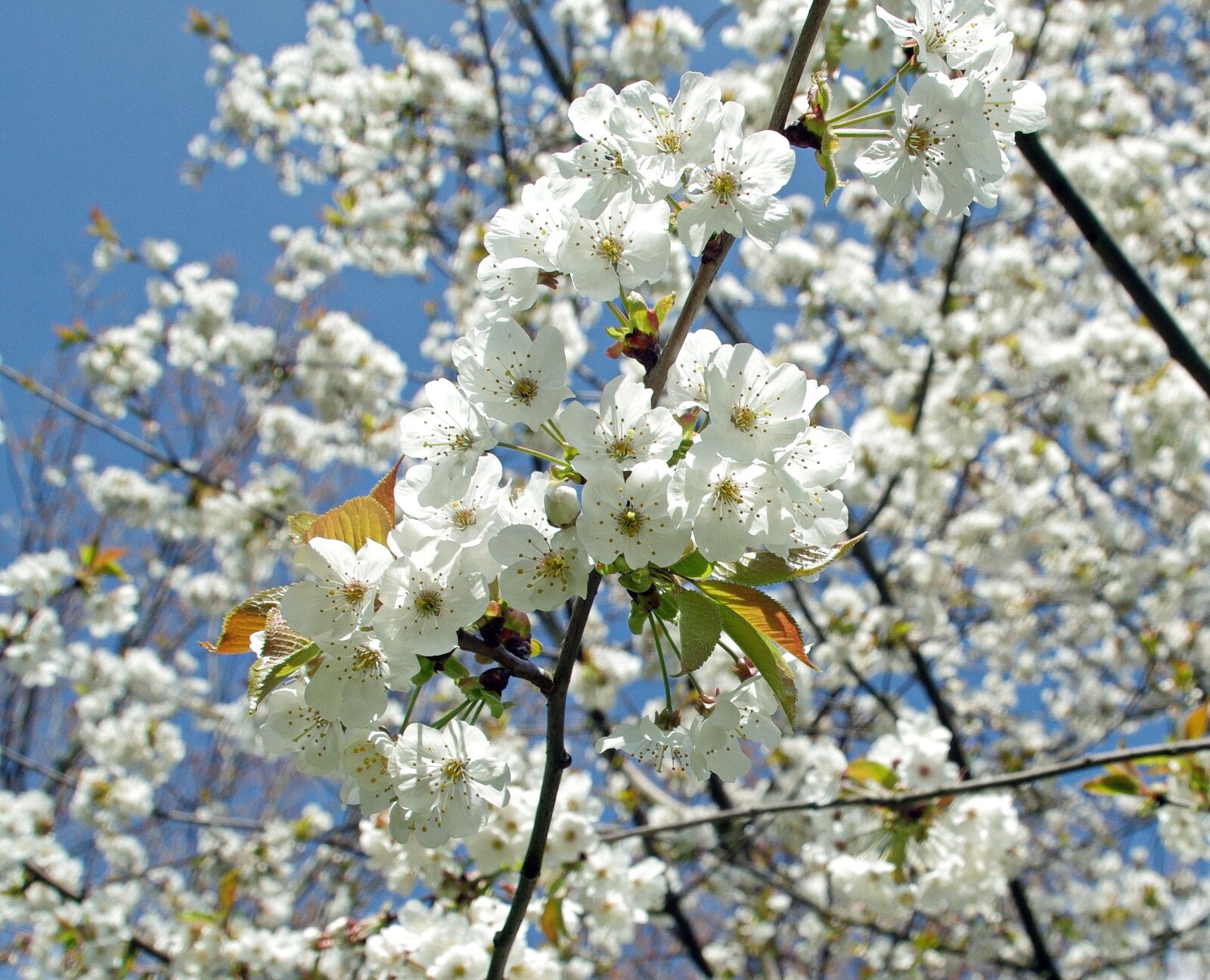 Pentax K-5 sample photo. Cherry, flowers, white photography