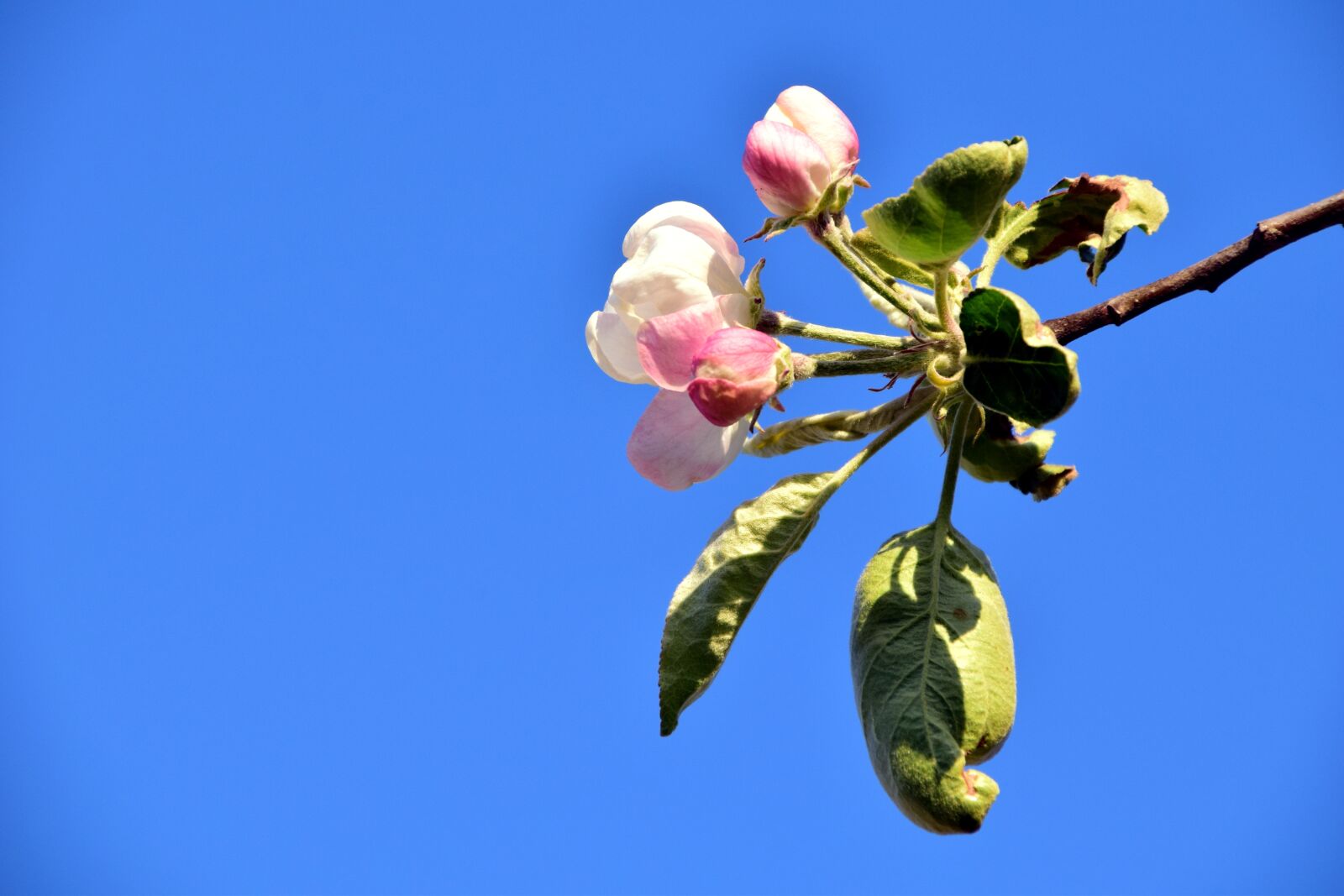 Nikon D3300 sample photo. Apple blossom, blossom, bloom photography