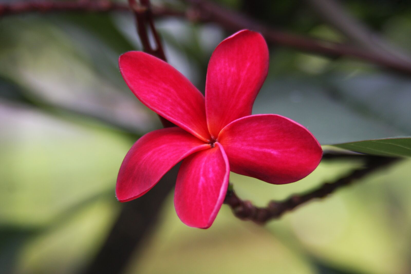 Canon EOS 40D sample photo. Flower, red, garden photography