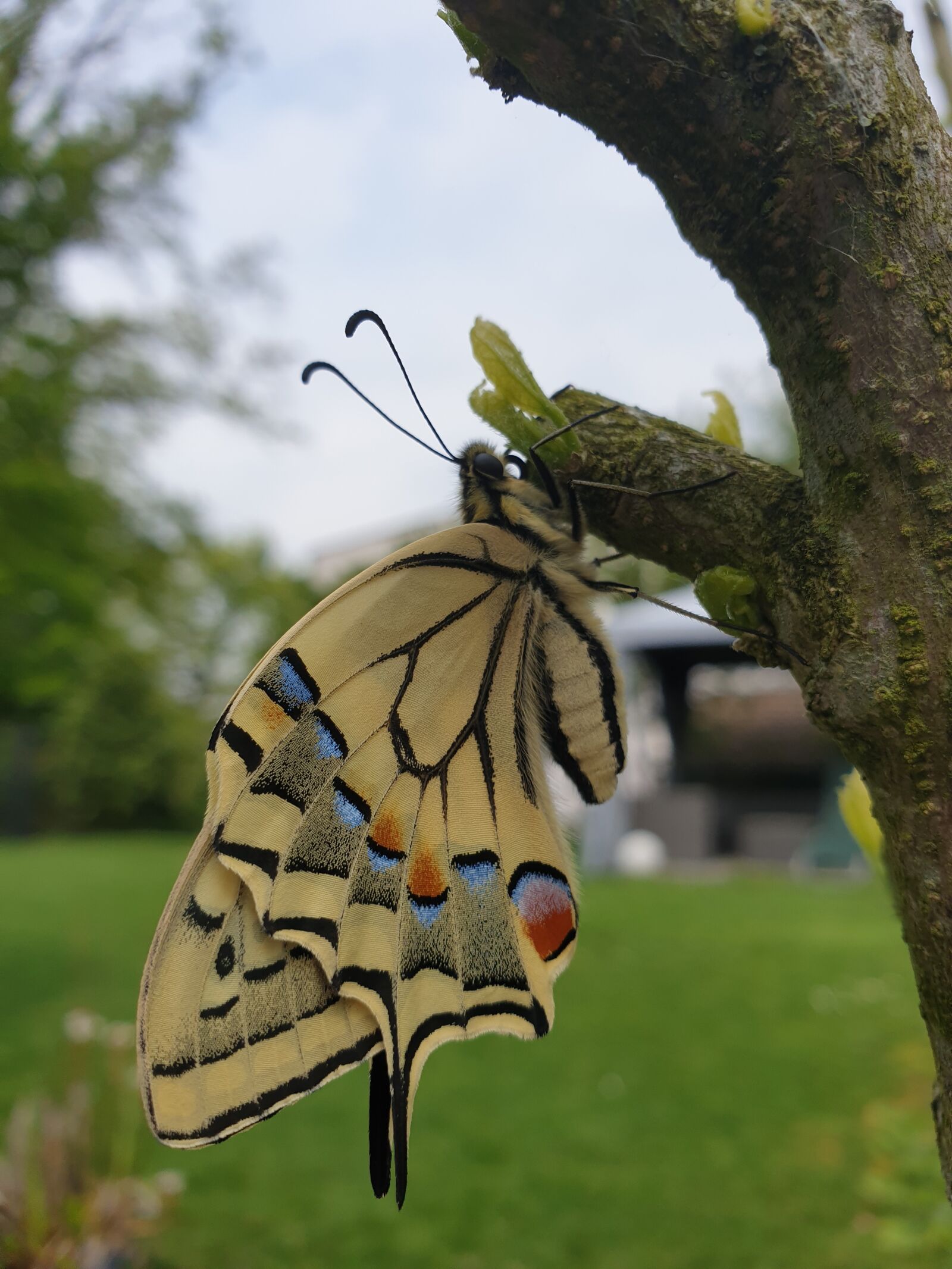 Samsung Galaxy S9 sample photo. Dovetail, butterfly, yellow photography