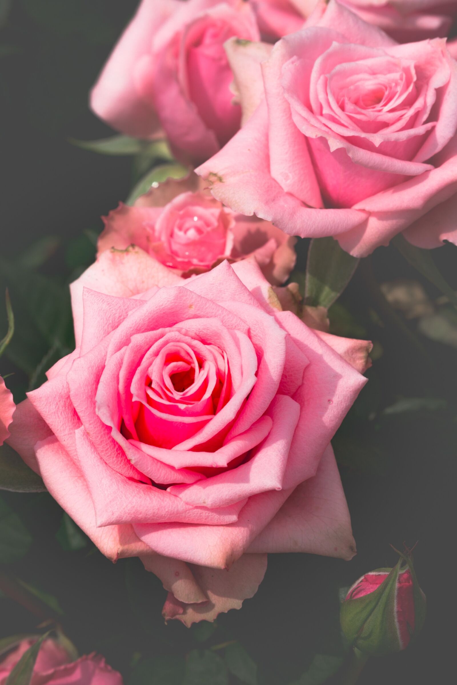 Canon EOS 5D Mark III sample photo. Rose, flower, petal photography