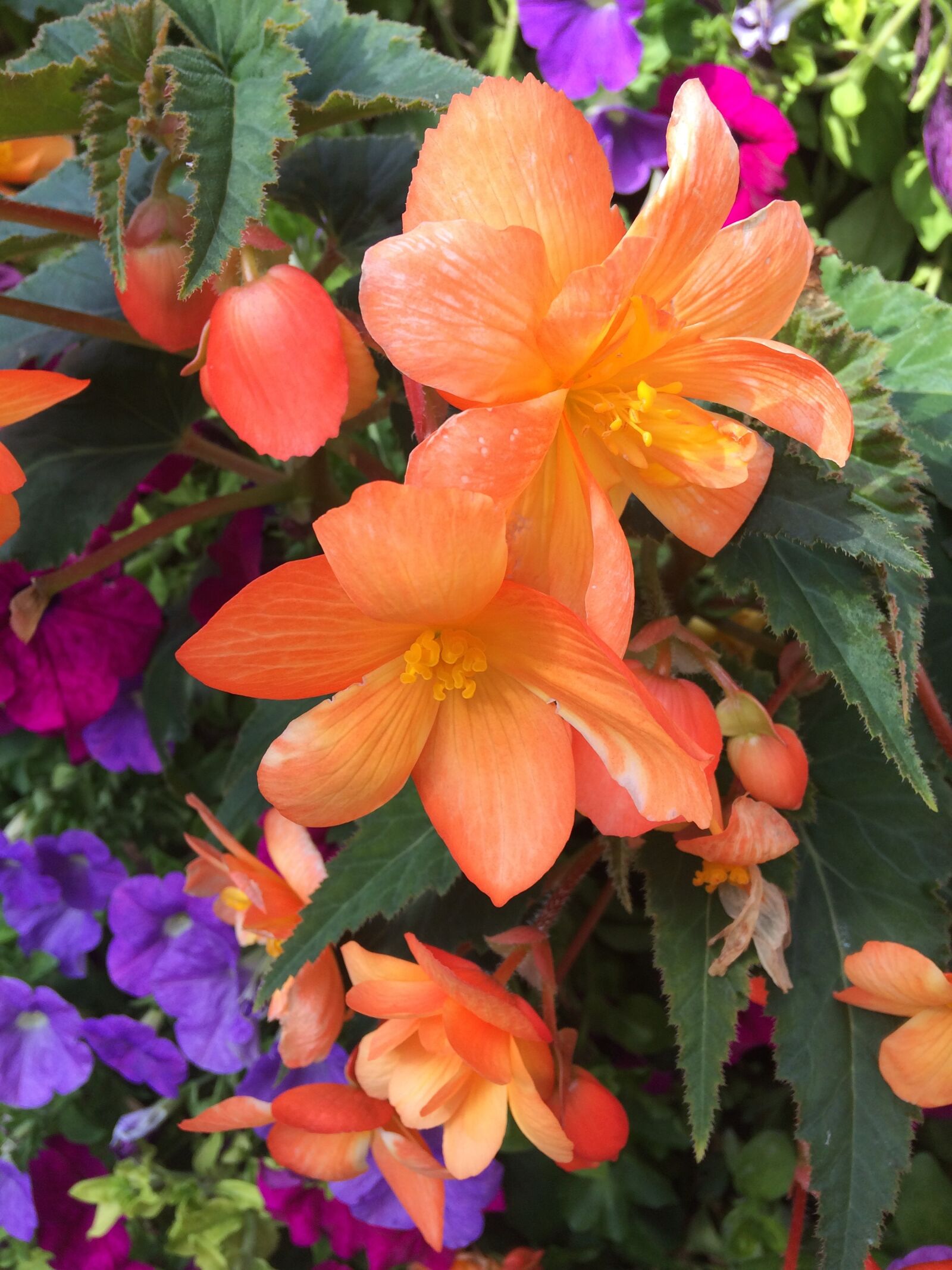 iPhone 5s back camera 4.15mm f/2.2 sample photo. Garden, leaf, flora photography