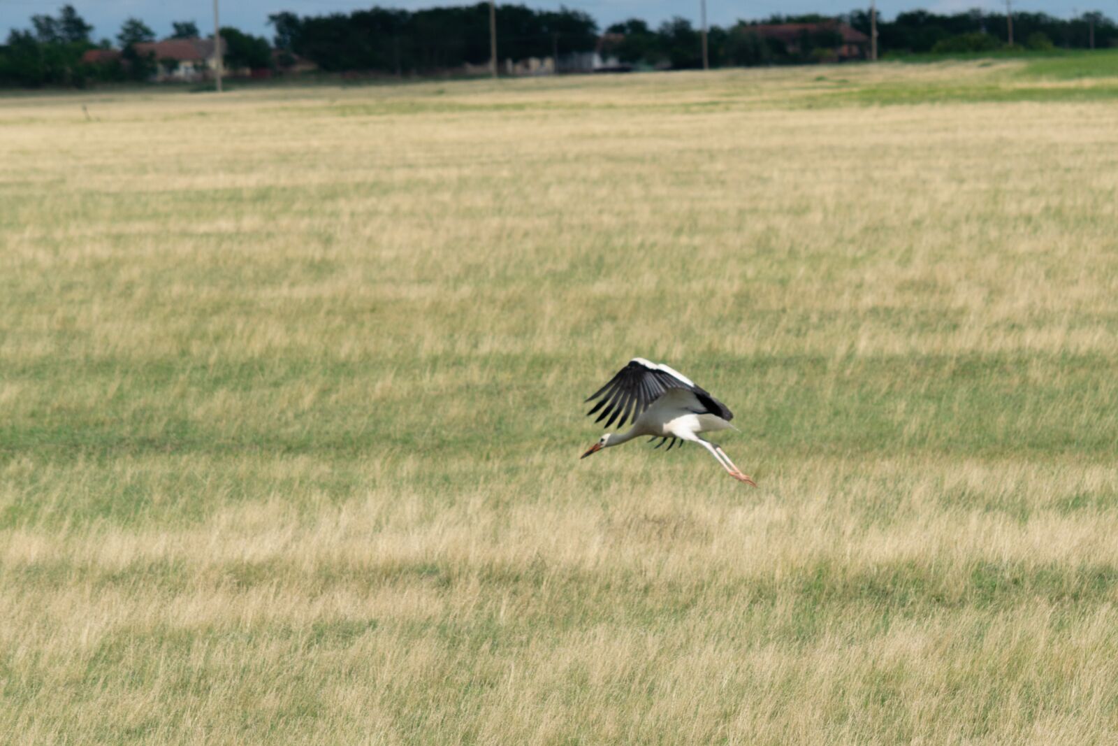 Nikon D3300 sample photo. Stork, fly, bird photography