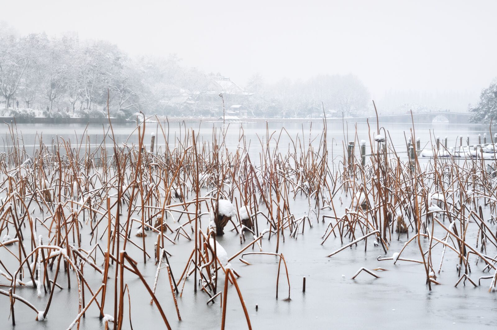 Nikon D90 sample photo. Winter, lotus, west lake photography