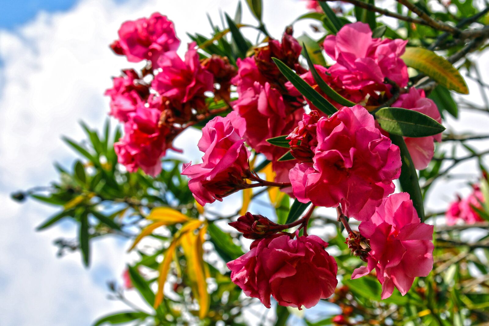 Canon EOS 70D sample photo. Flower, nature, spring photography