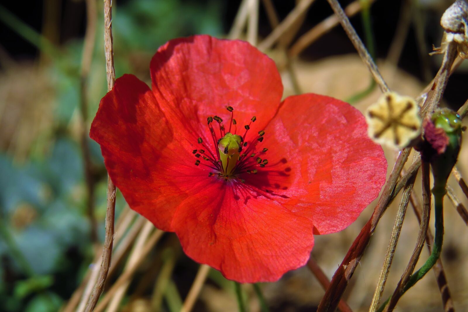 Canon PowerShot SX50 HS sample photo. Poppy, flower, red photography