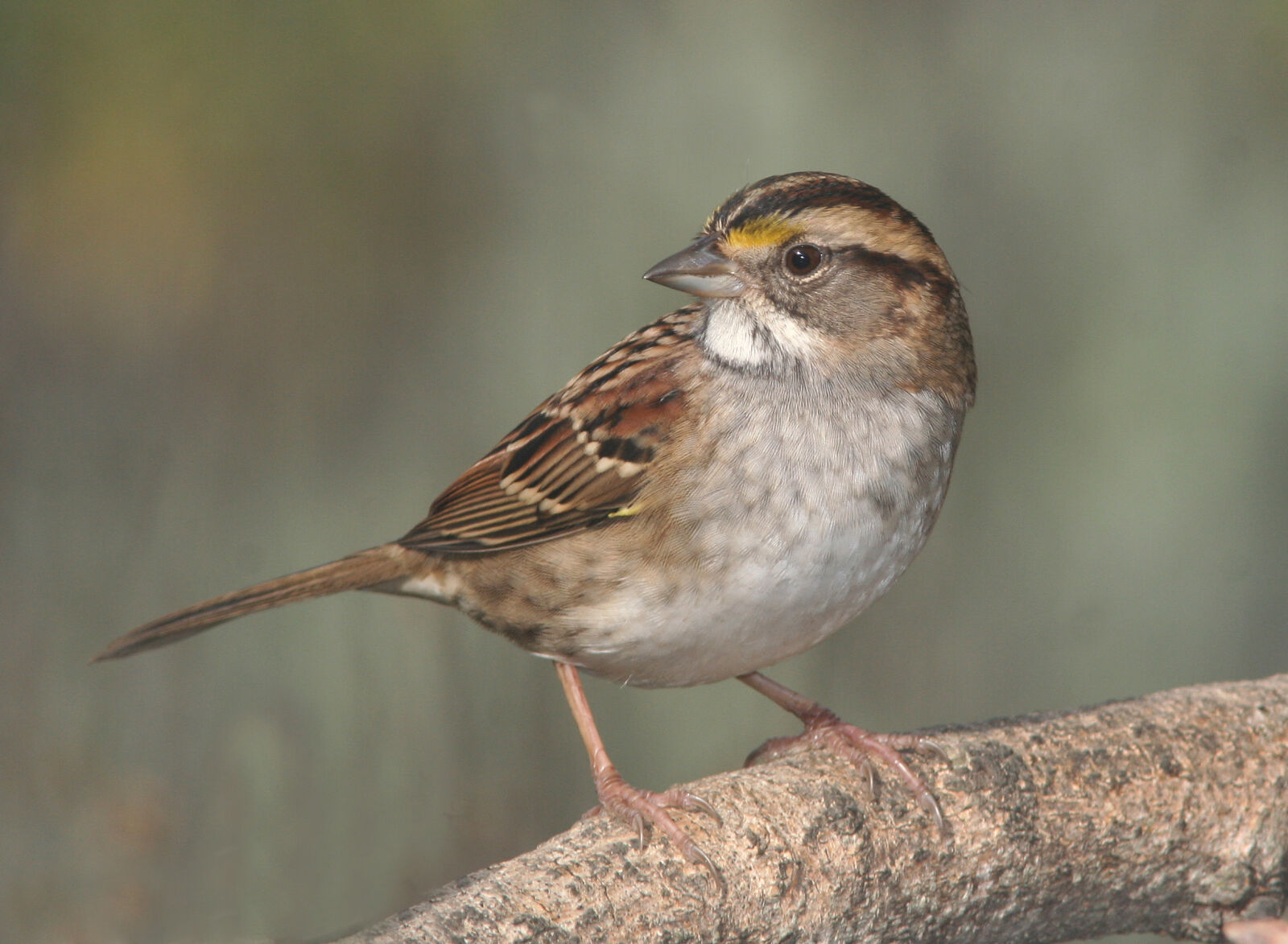 Canon EOS 350D (EOS Digital Rebel XT / EOS Kiss Digital N) sample photo. Brown, small, beak, bird photography