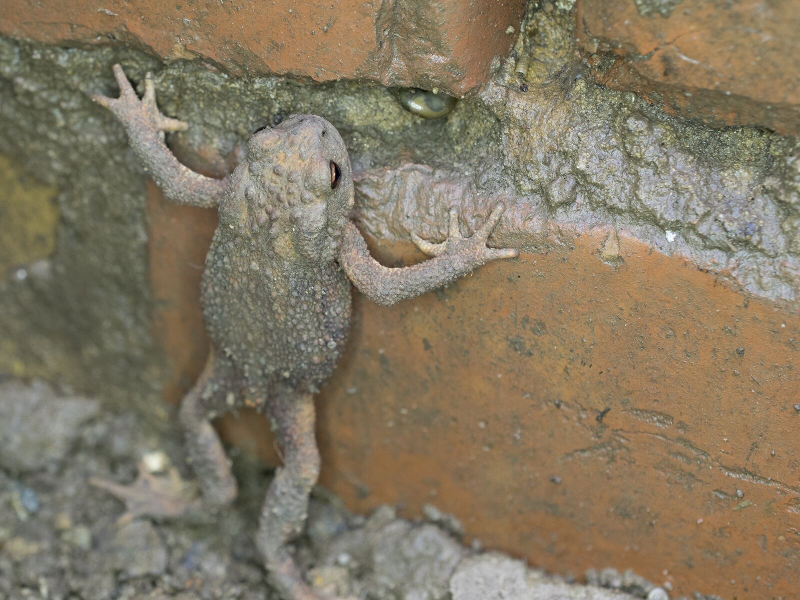 Nikon D3300 sample photo. Common toad, nature, animal photography