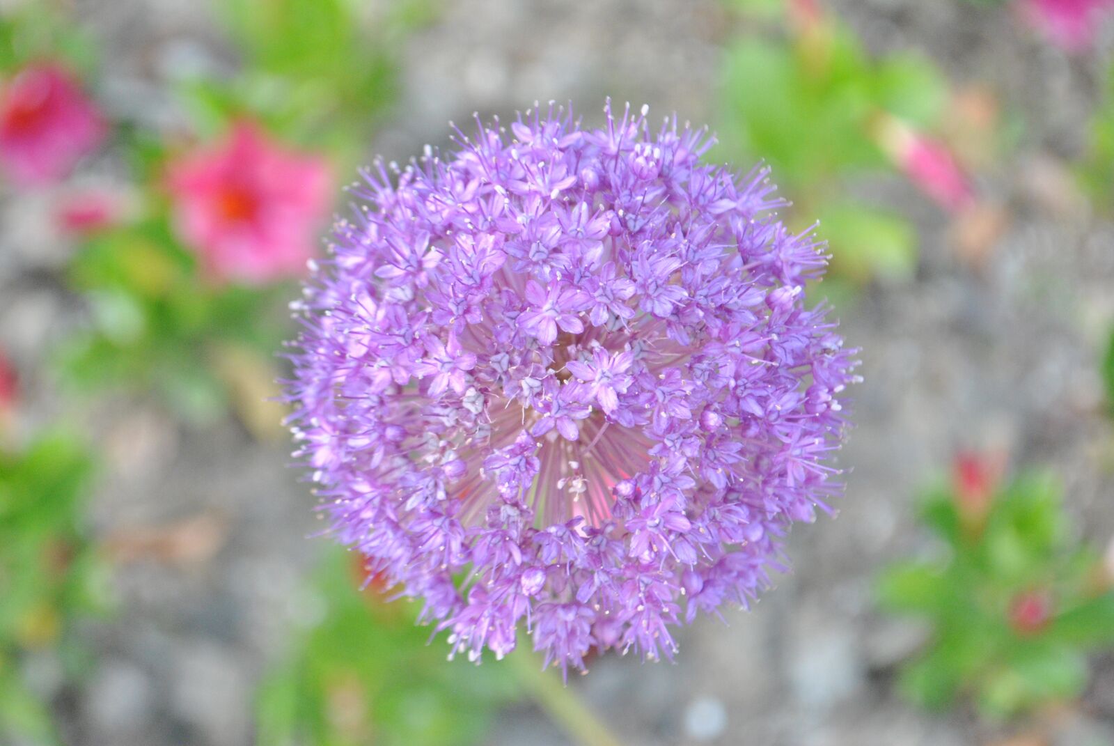 Nikon D3000 sample photo. See flowers, flowering, nature photography