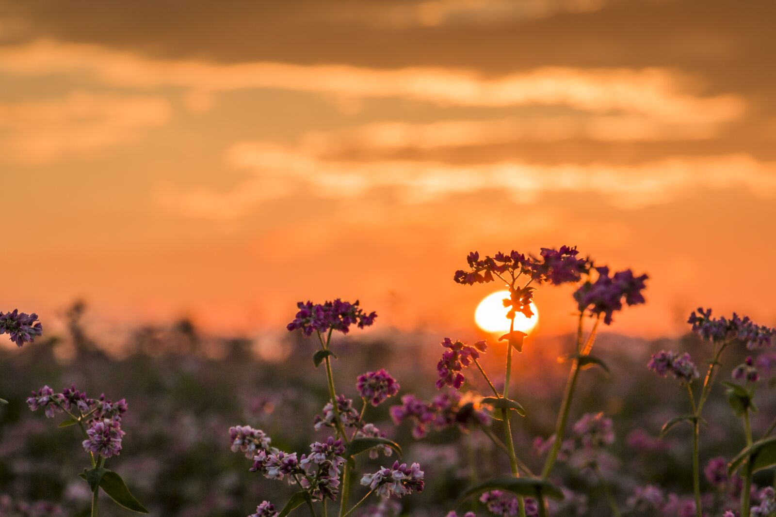 Canon EOS 70D sample photo. Sunset, sun, nature photography