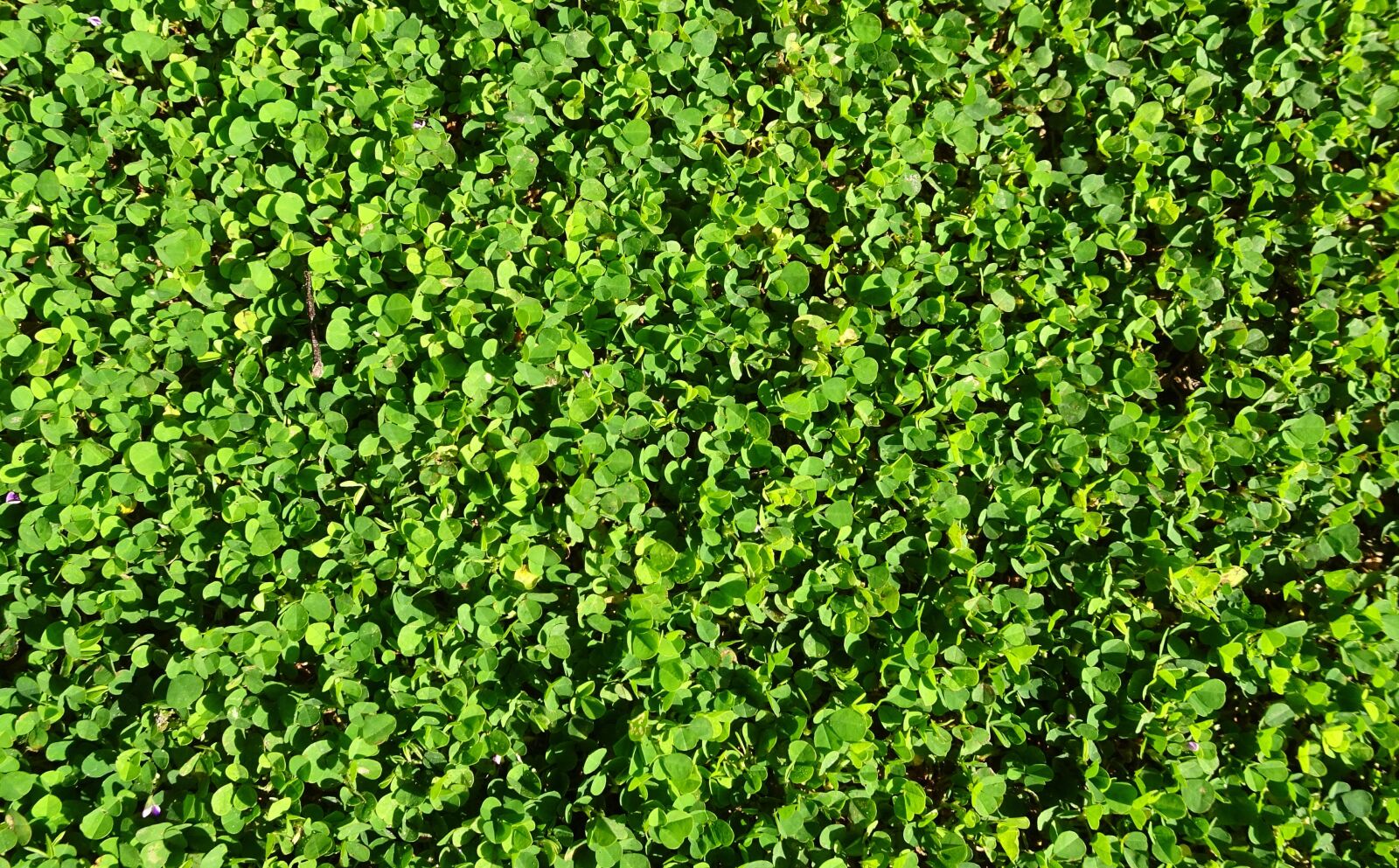 Sony Cyber-shot DSC-HX90V sample photo. Creeping wood sorrel, flower photography