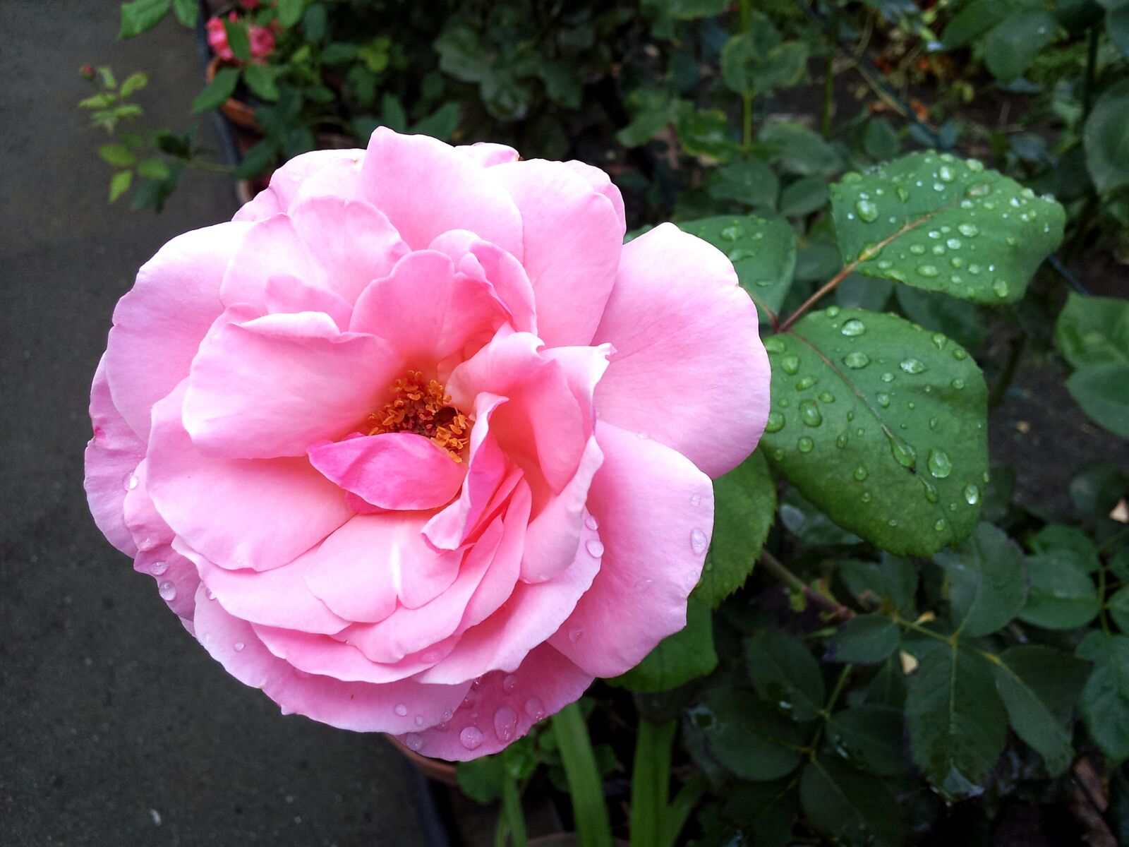 Samsung Galaxy S2 sample photo. Flower, nature, garden photography