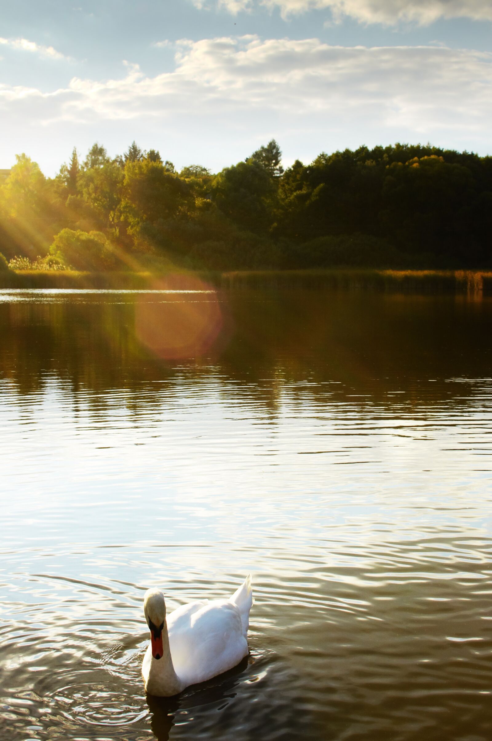 Nikon D90 sample photo. Swan, lake, pond photography