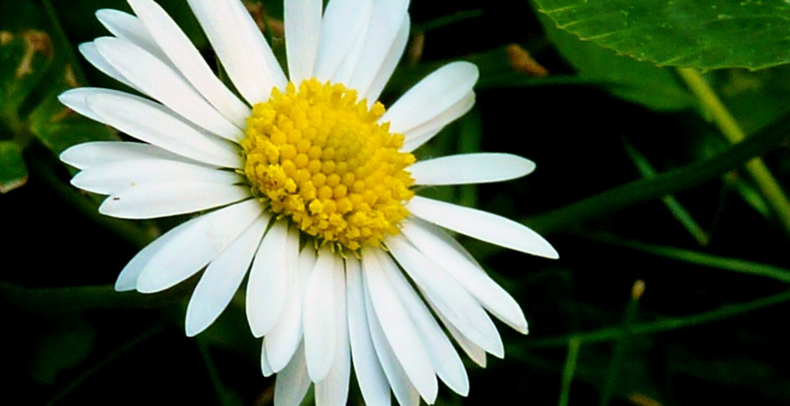 Panasonic DMC-TZ7 sample photo. Daisy, daisies, meadow photography