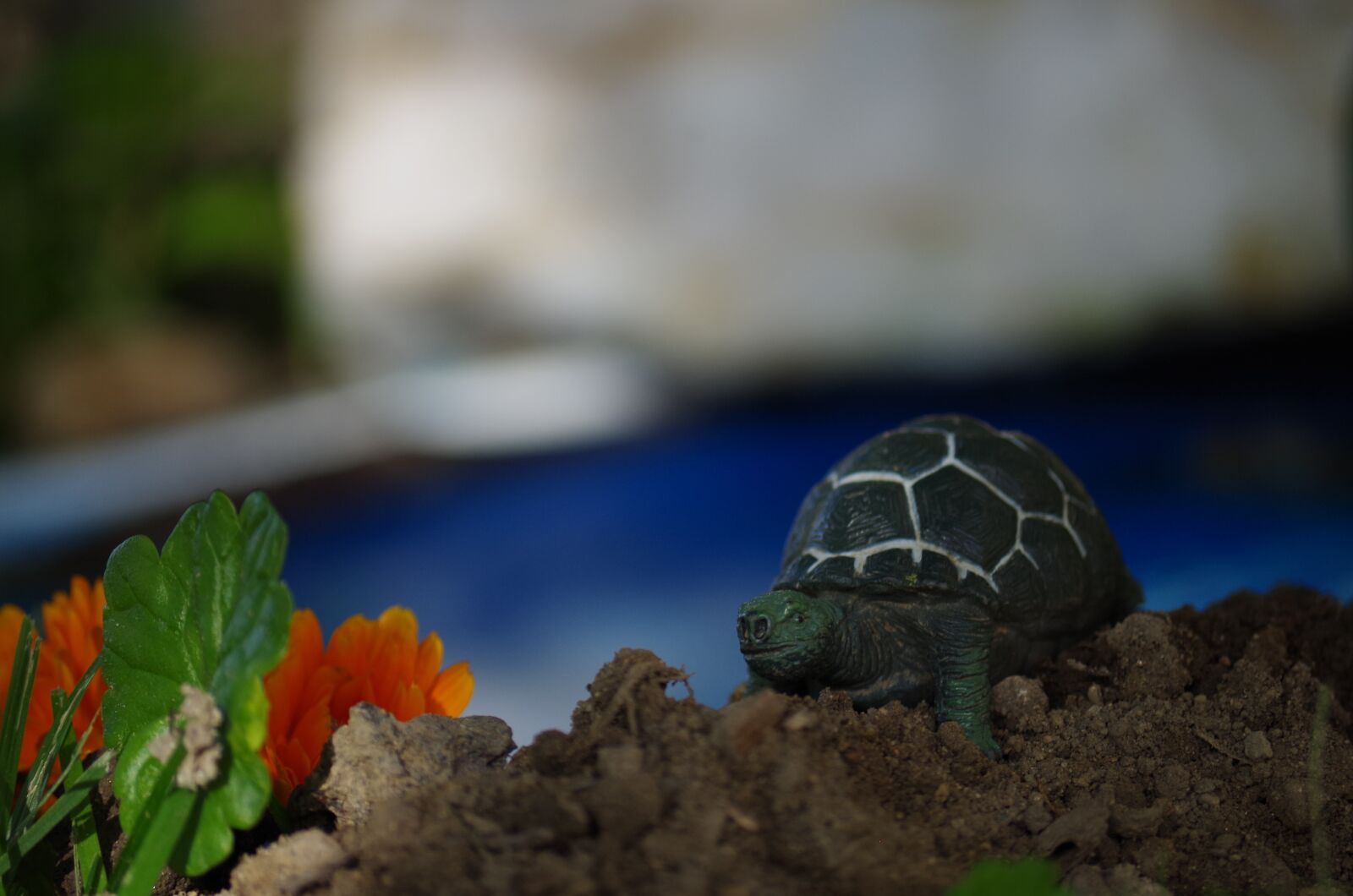 Pentax K-500 sample photo. Toys, game, turtle photography