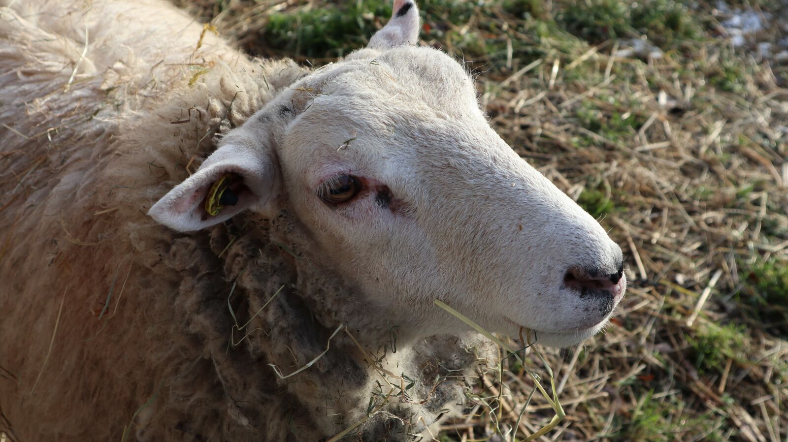 Canon EOS M100 sample photo. Sheep, nature, rheine photography