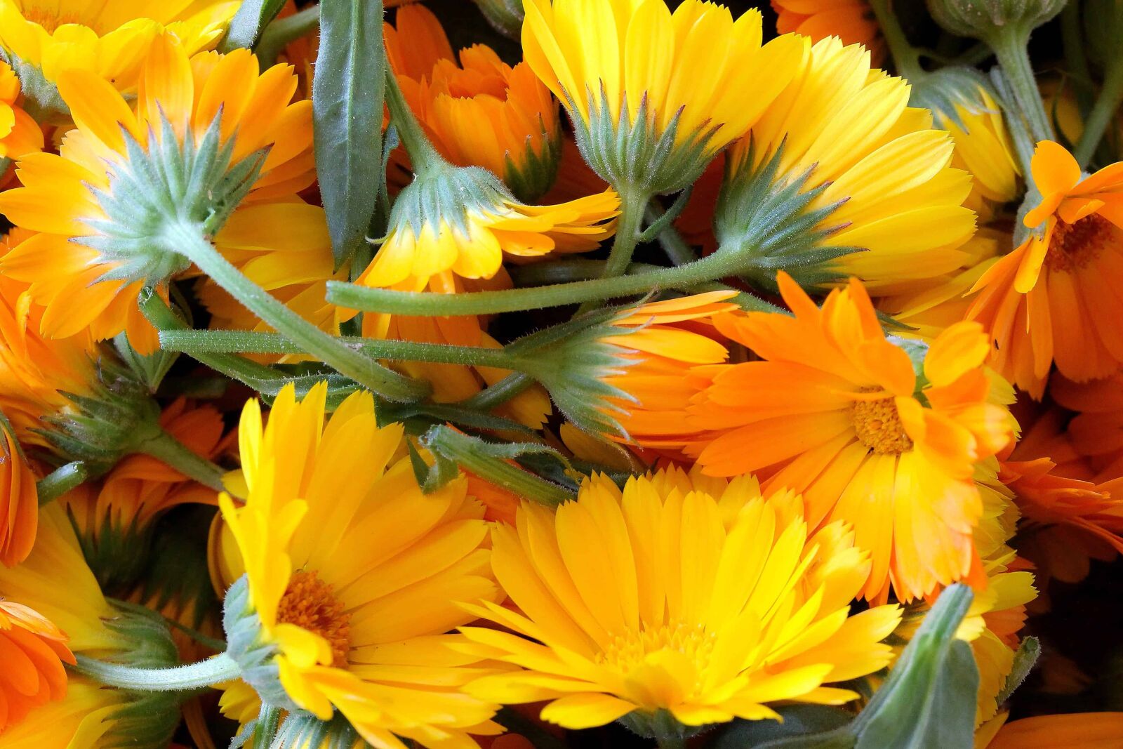 Canon EOS 1100D (EOS Rebel T3 / EOS Kiss X50) sample photo. Leaf, flora, yellow flower photography
