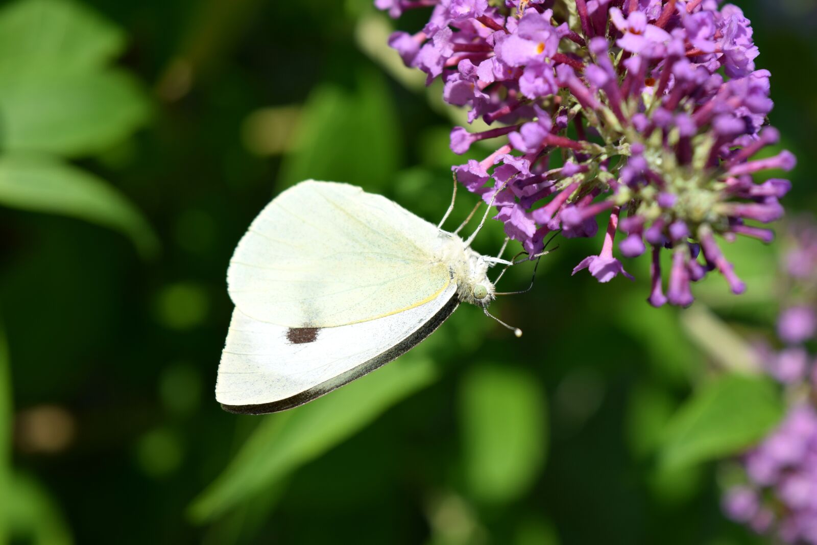 Nikon D5300 sample photo. Butterfly, white, insect photography