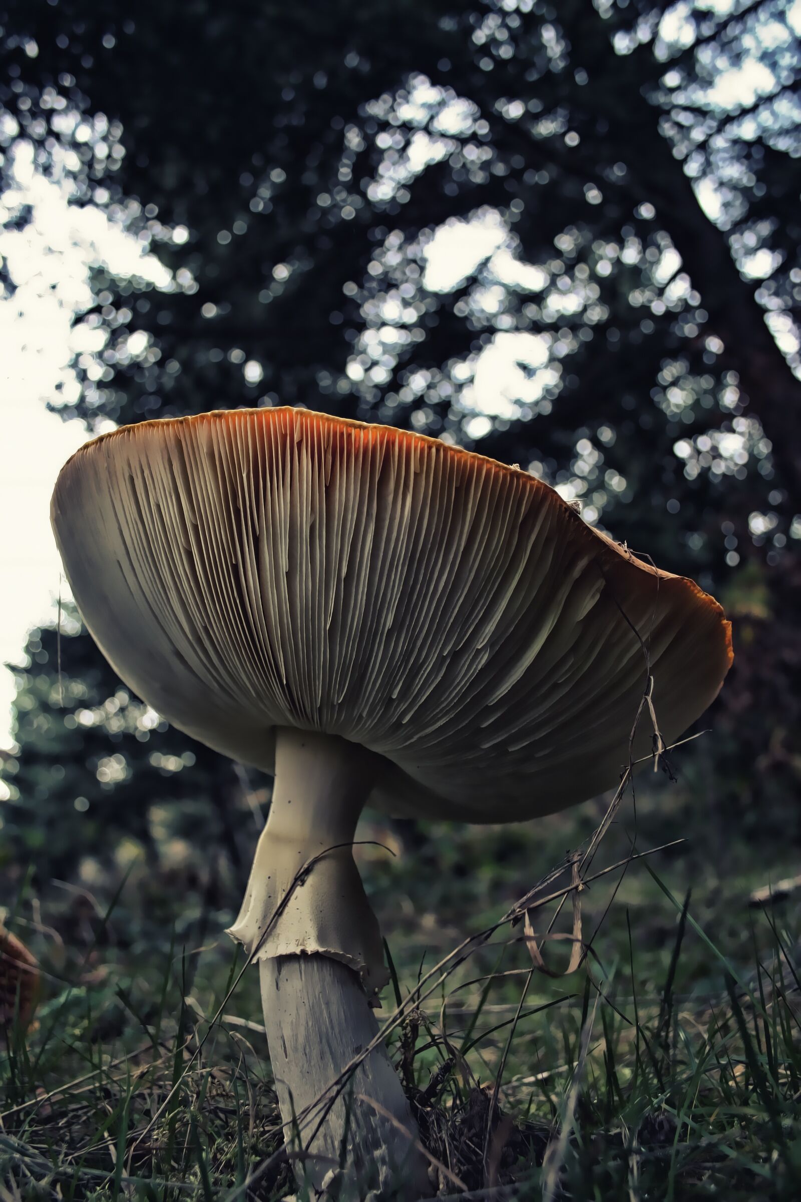 Canon EOS 350D (EOS Digital Rebel XT / EOS Kiss Digital N) sample photo. Fungus, mushroom, fungi photography