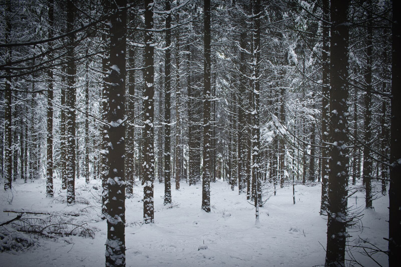 Canon EF-S 24mm F2.8 STM sample photo. Winter, forest, nature photography