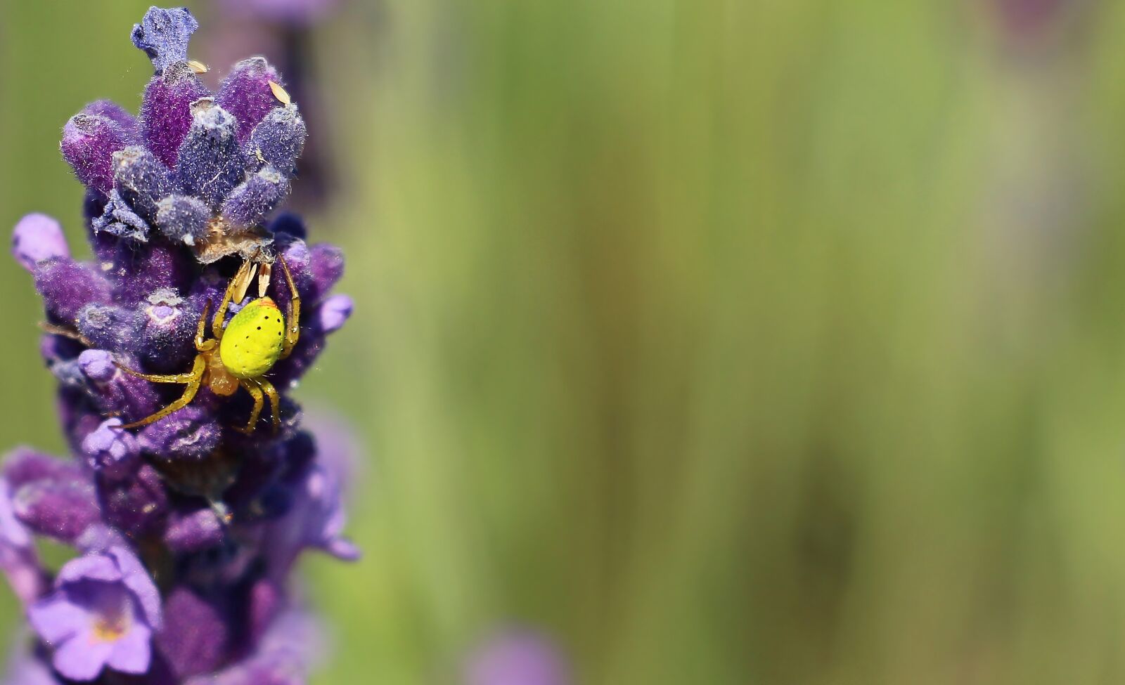 Canon EOS 100D (EOS Rebel SL1 / EOS Kiss X7) sample photo. Lavender, spider, flower photography