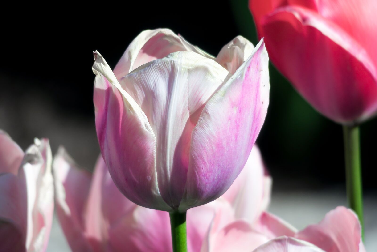 Canon PowerShot G3 X sample photo. Tulip, blossom, bloom photography