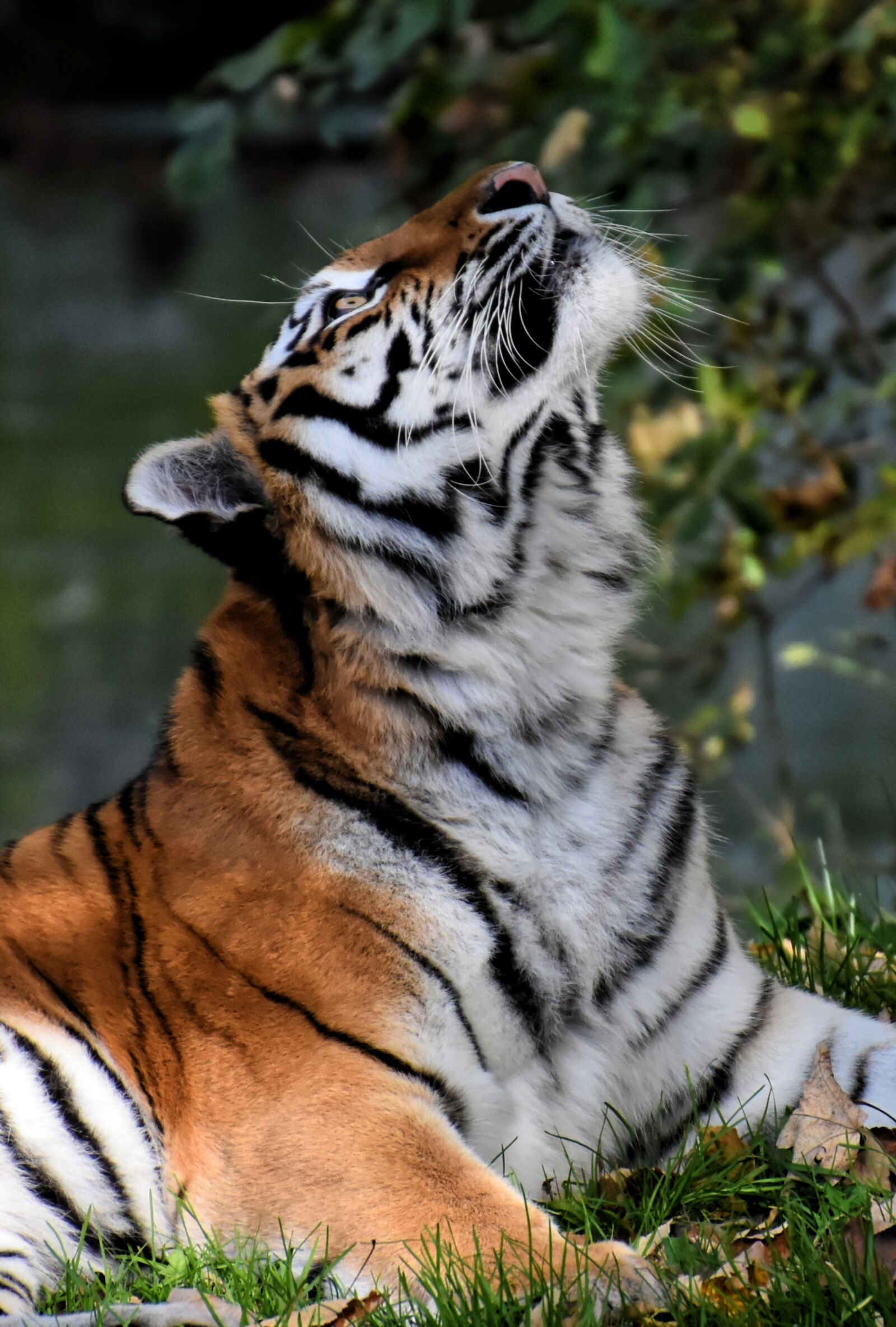 Nikon D7200 sample photo. Tiger, big cat, predator photography