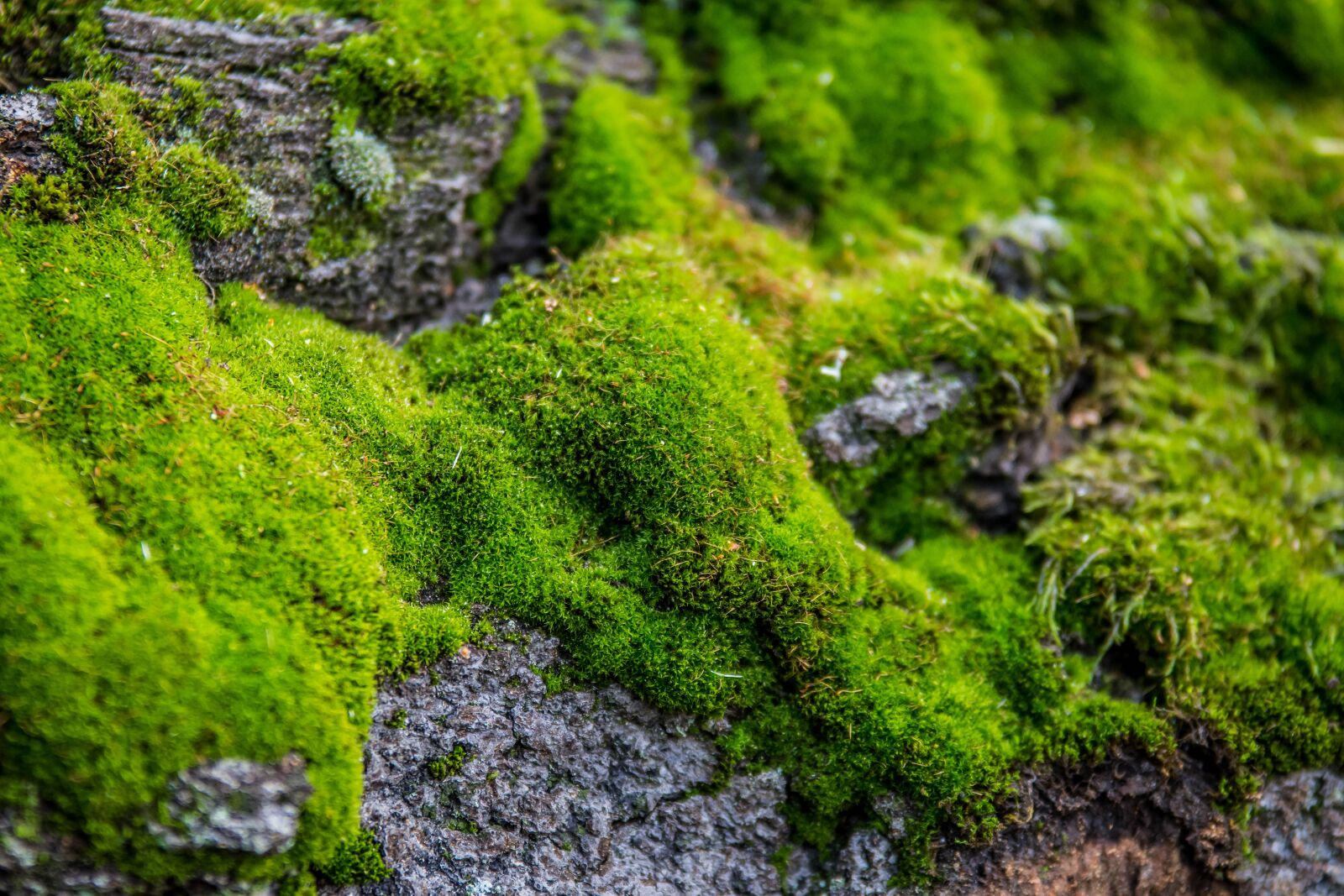 Nikon D7200 sample photo. Moss, green, nature photography