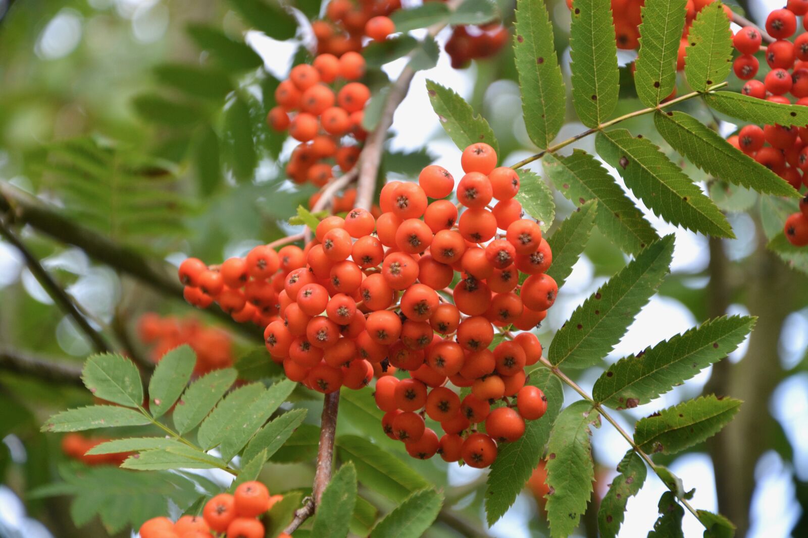 Nikon D5200 sample photo. Plants with berries decorative photography
