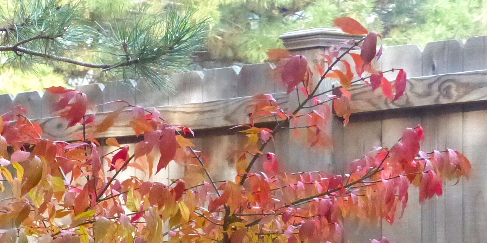 Leica V-Lux 4 sample photo. Fall, foliage, fall, trees photography