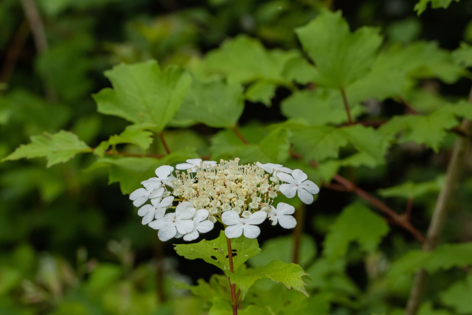 Canon EOS 7D Mark II sample photo. Inflorescence, blossom, bloom photography