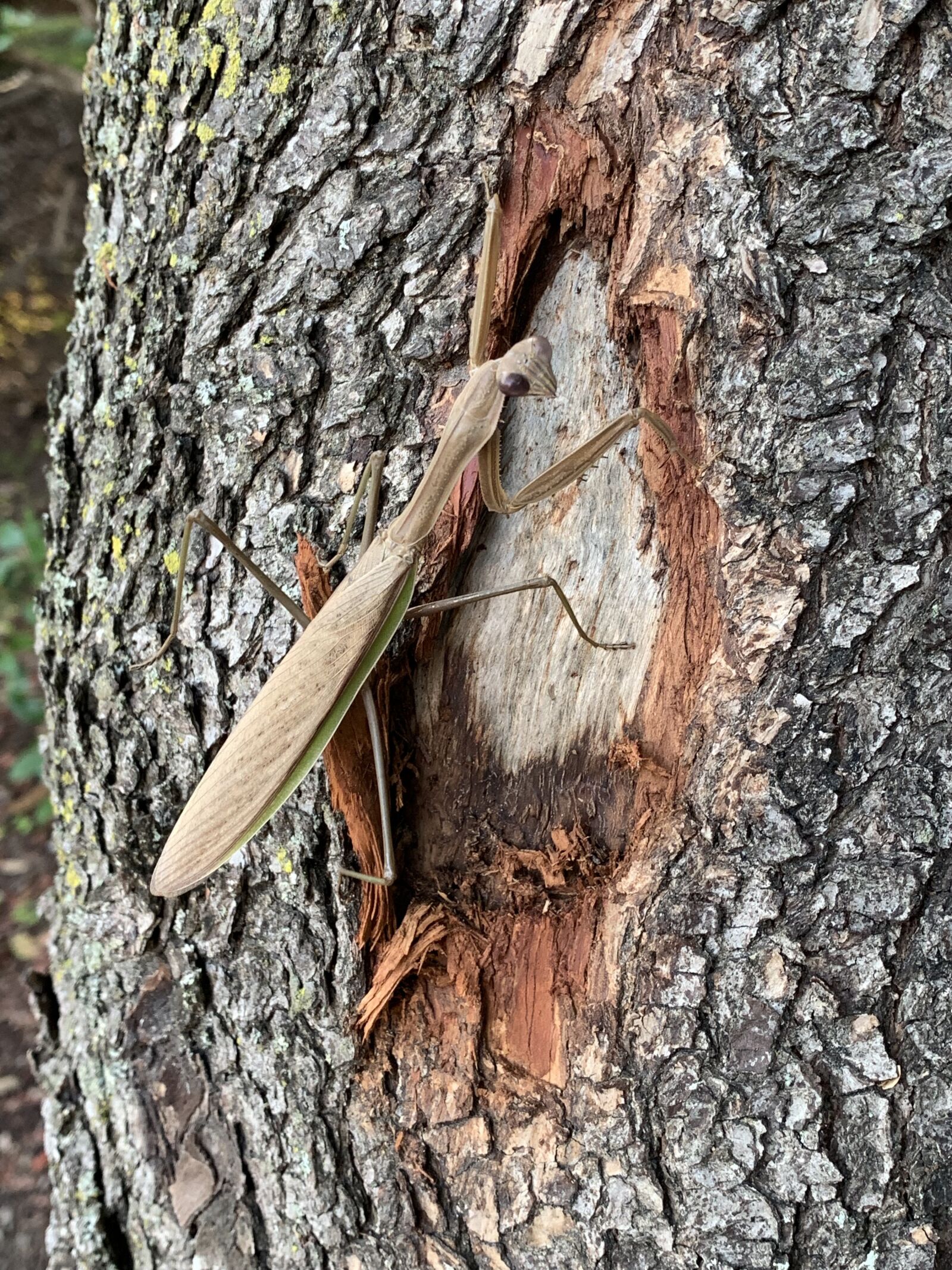 Apple iPhone XS Max sample photo. Praying mantis, insect, nature photography