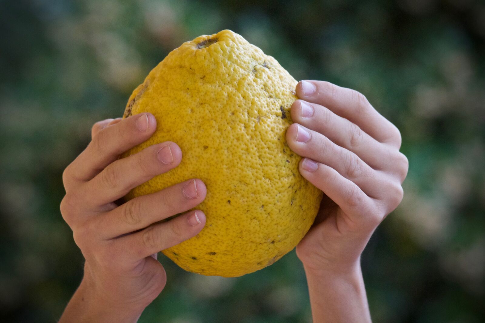 Canon EOS M sample photo. Lemon, citrus fruits, bio photography