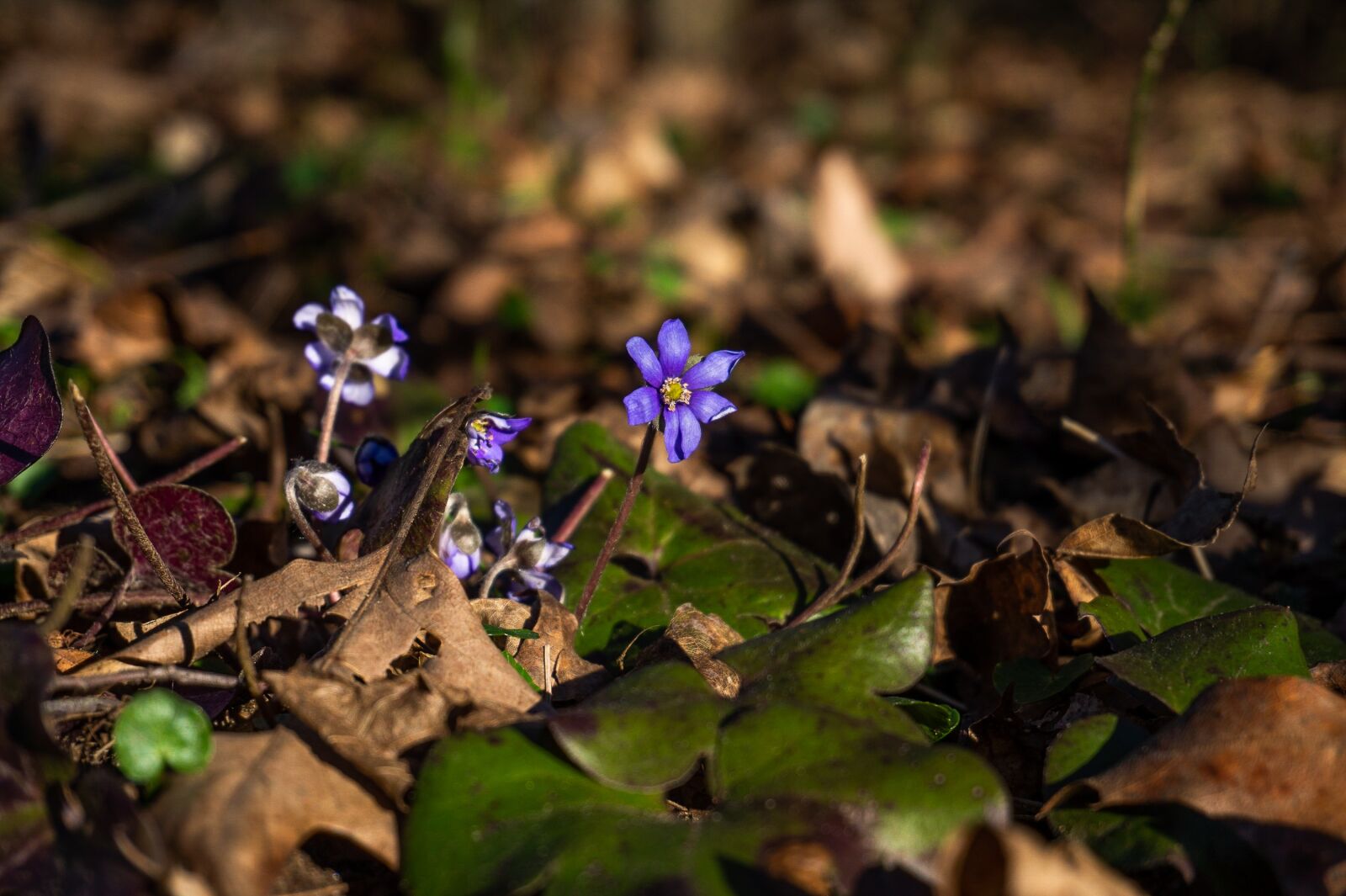 Sony Alpha a5000 (ILCE 5000) + Sony E 16-50mm F3.5-5.6 PZ OSS sample photo. Spring, nature, plant photography