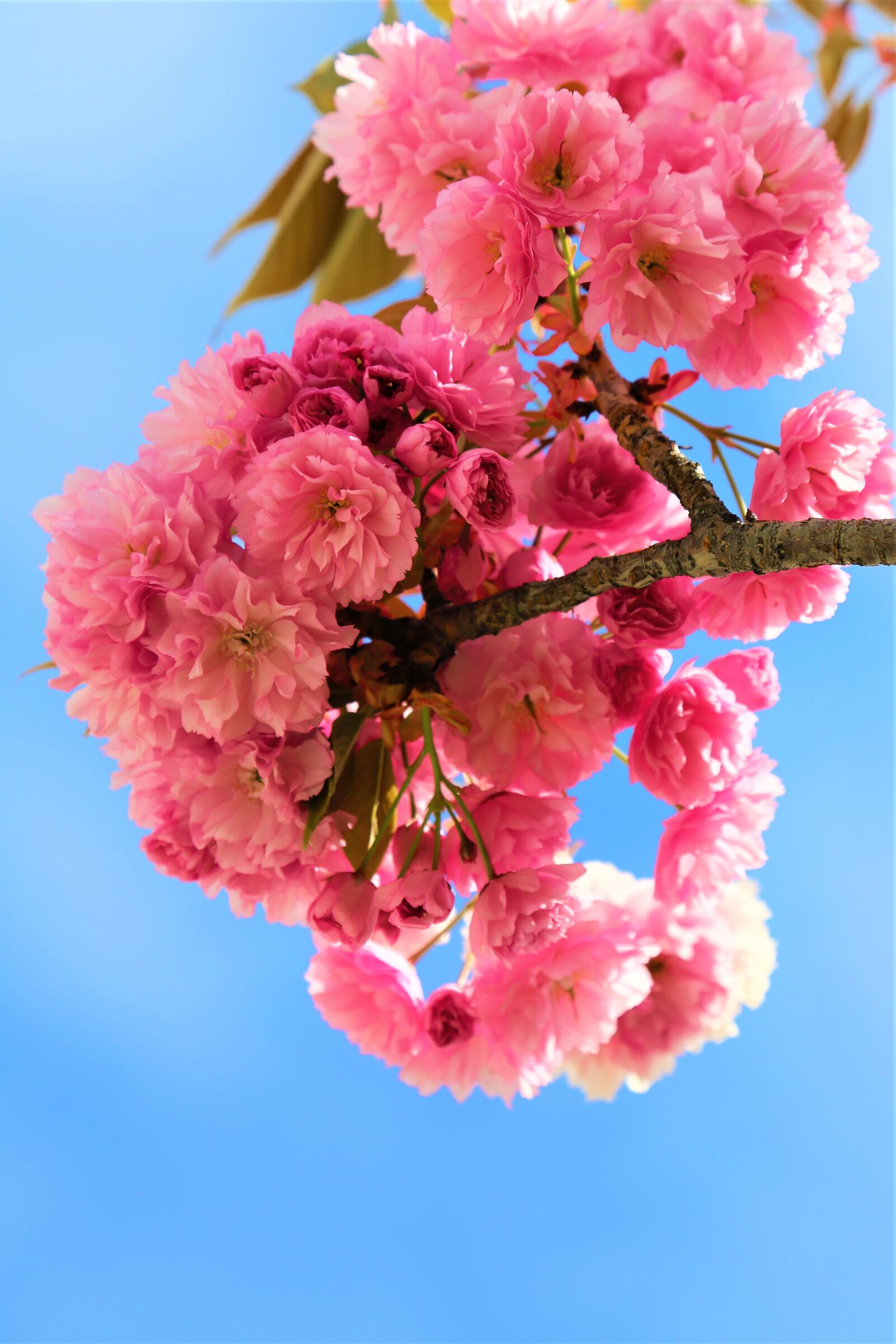 Canon EF 24-105mm F4L IS USM sample photo. Flowers, sakura, cherry blossoms photography