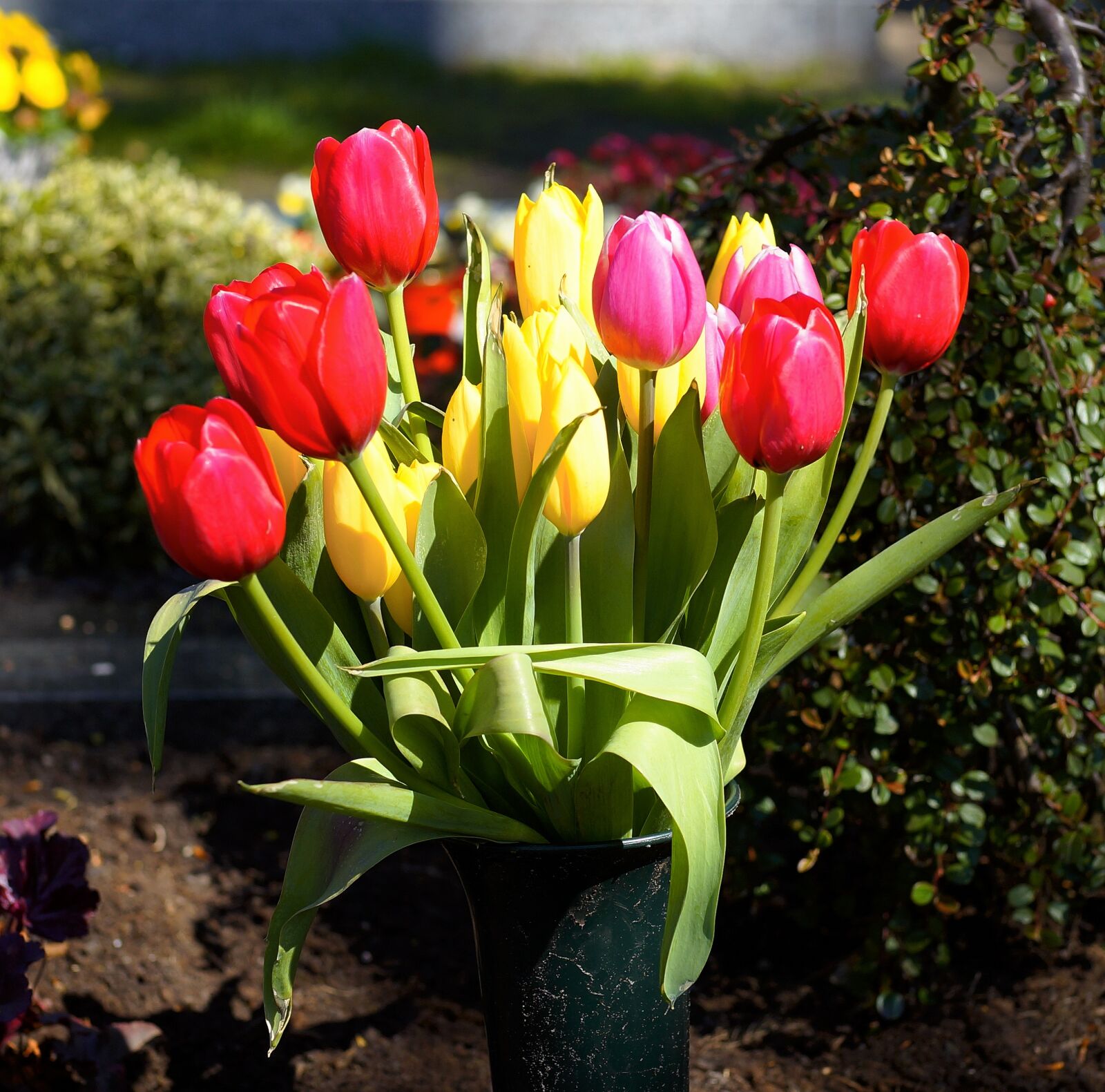 Sony Planar T* 50mm F1.4 ZA SSM sample photo. Tulips, colorful, flowers photography