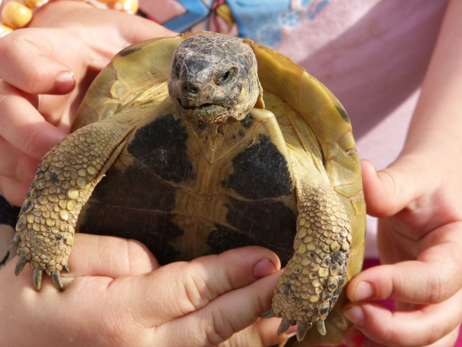 Panasonic DMC-FZ62 sample photo. Mediterranean tortoise, child, hands photography