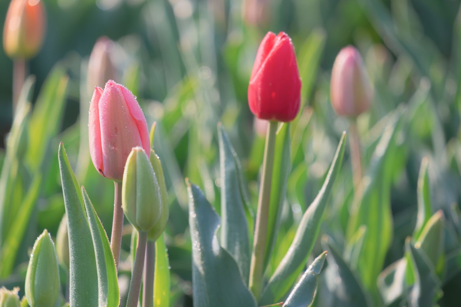 Fujifilm X-T10 sample photo. Raindrop, dewdrop, tulpenbluete photography
