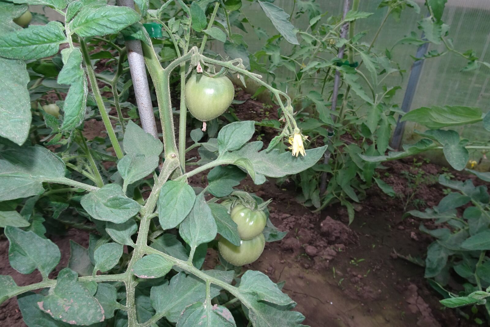 Sony Cyber-shot DSC-HX90V sample photo. Green, tomato, greenhouses photography
