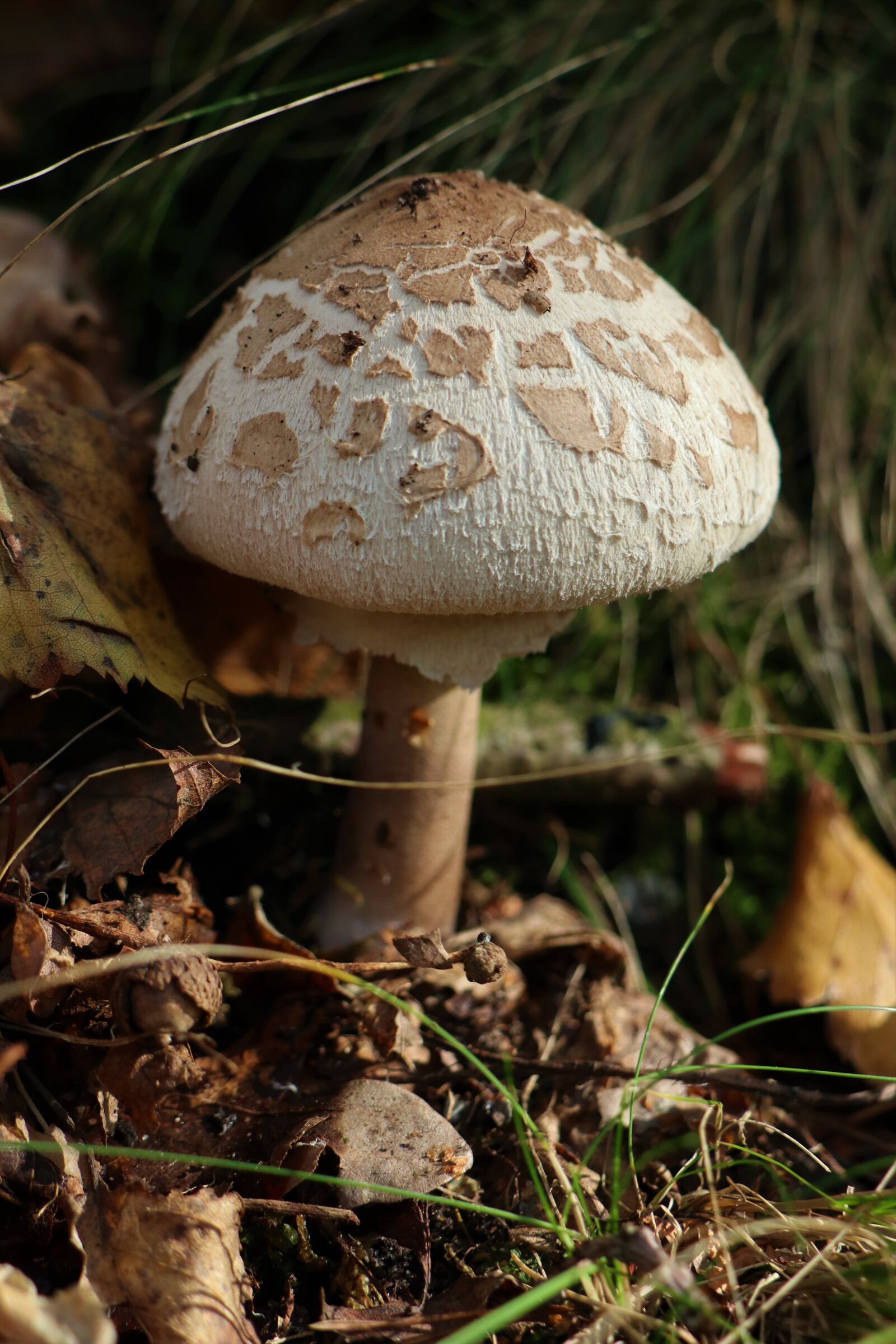 Canon EOS M6 sample photo. Kite, mushroom, autumn photography