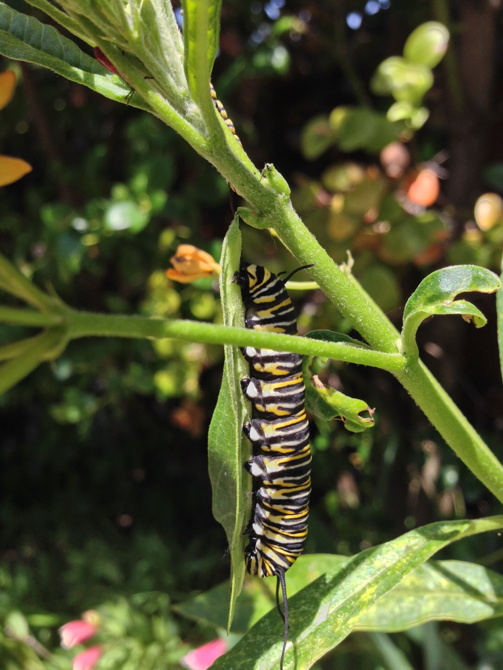 iPhone 5 back camera 4.12mm f/2.4 sample photo. Monarch, milkweed, caterpillar photography