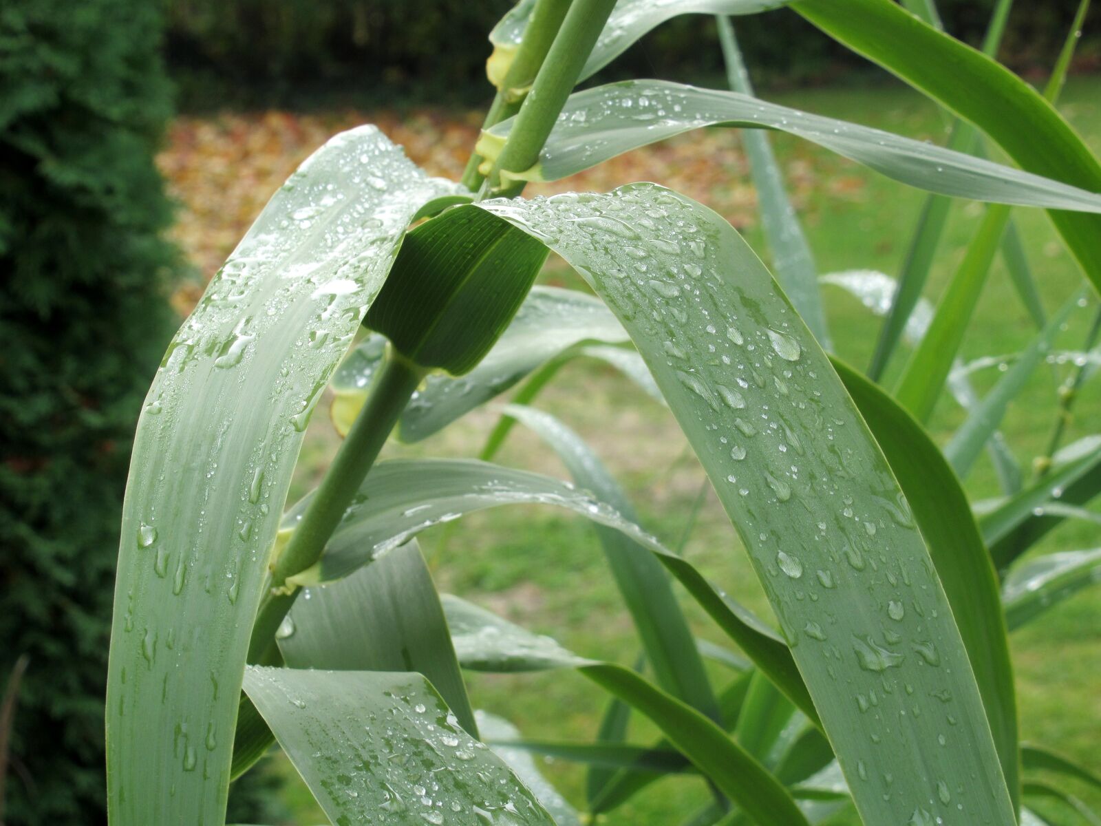 Canon PowerShot SX620 HS sample photo. Autumn, after the rain photography
