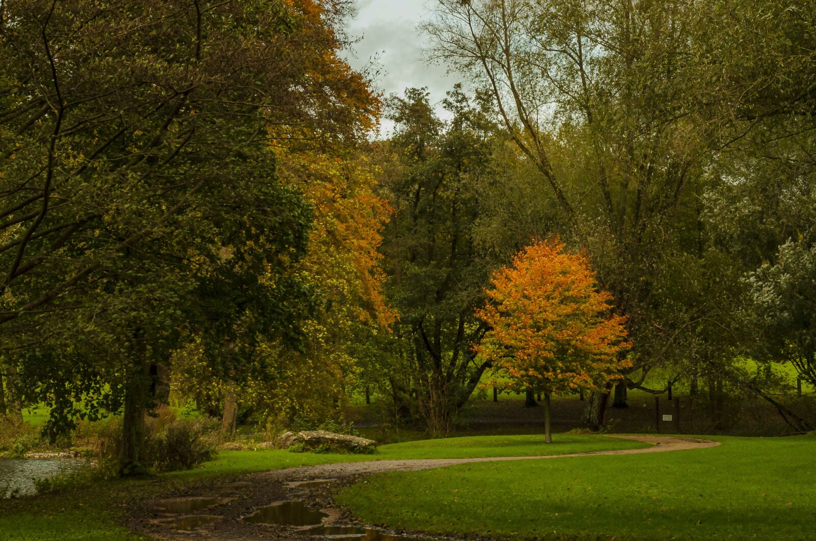 Nikon D7000 sample photo. Fall, park, color photography