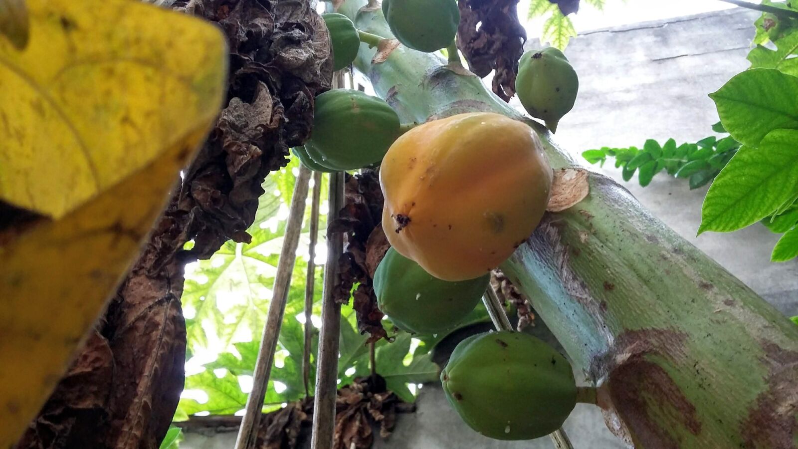 Samsung Galaxy Grand Prime sample photo. Mamoeiro, organic, home photography