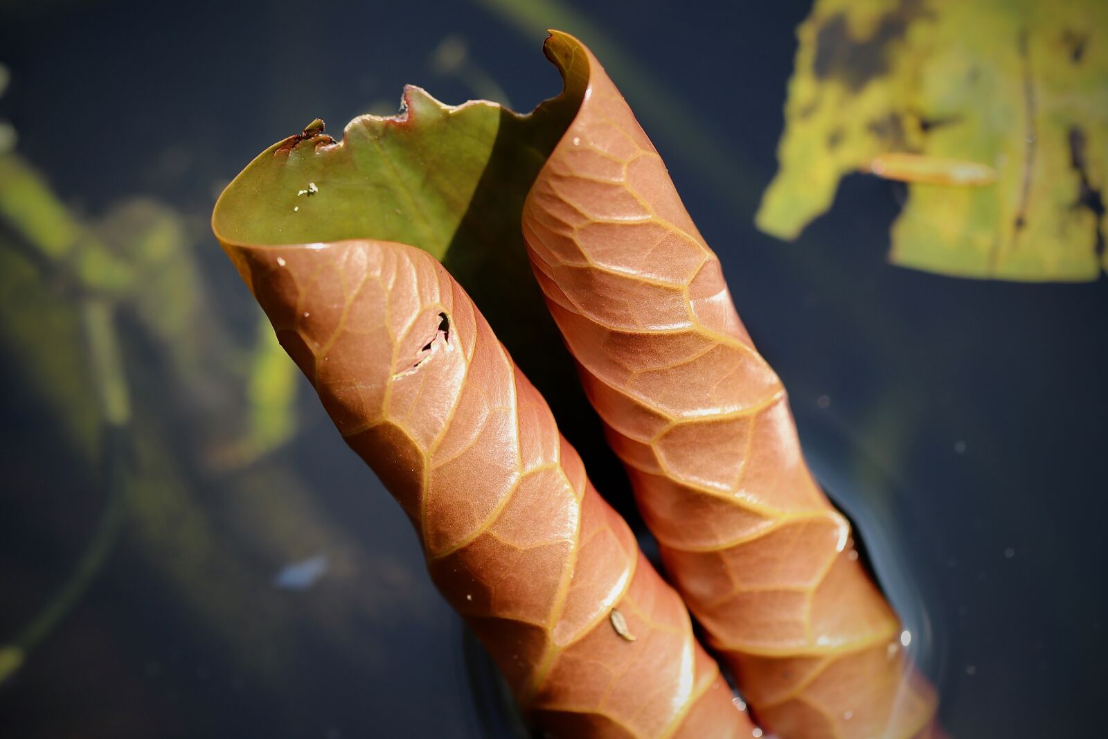 Canon EOS 800D (EOS Rebel T7i / EOS Kiss X9i) sample photo. Lily pad, leaf, rolled photography