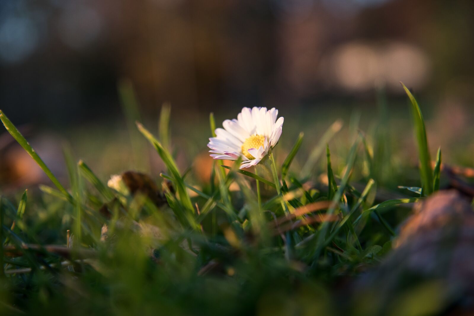 Canon EOS 80D sample photo. Daisy, flower, pointed flower photography