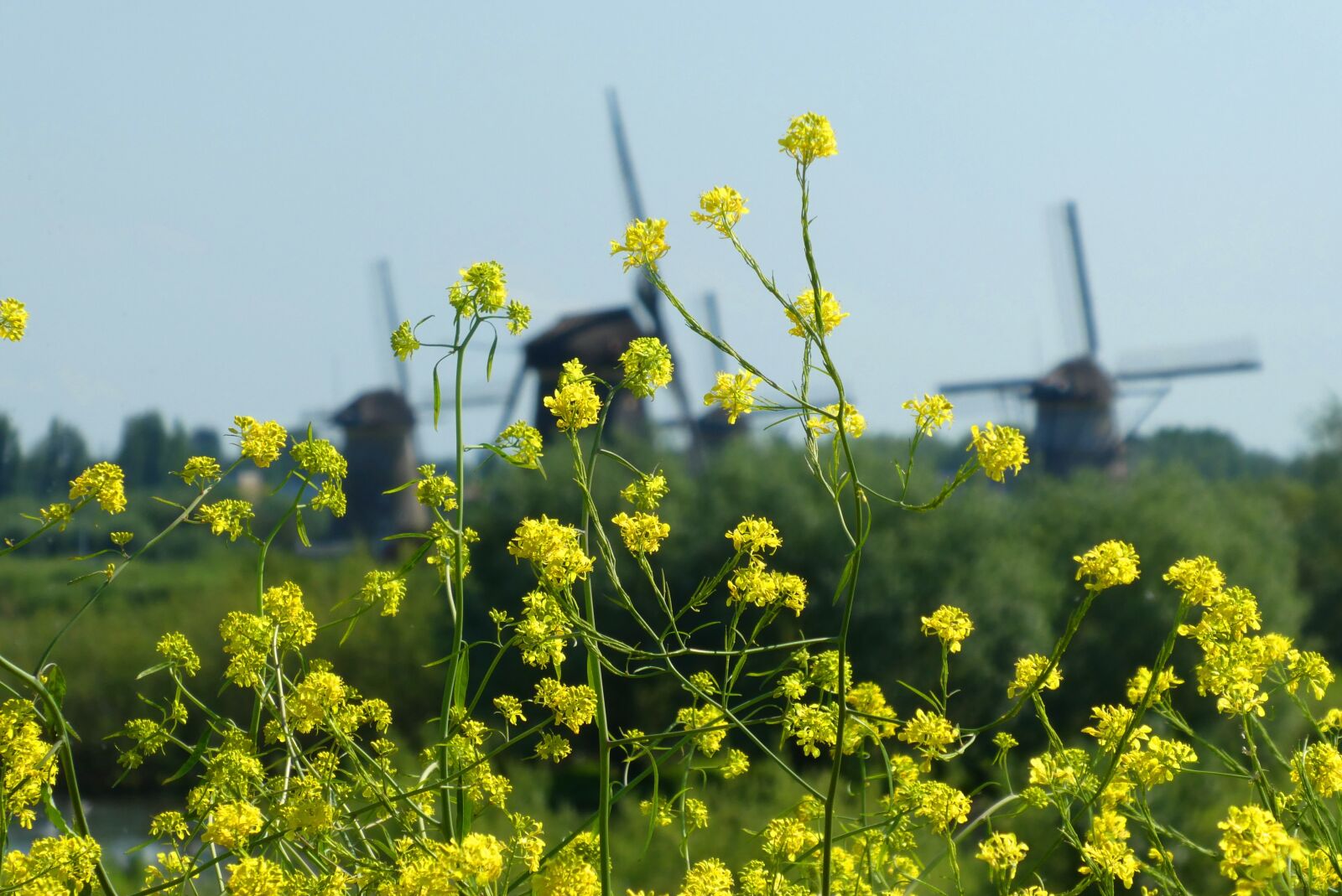 Panasonic Lumix DC-ZS70 (Lumix DC-TZ90) sample photo. Rapeseed, background, mills photography