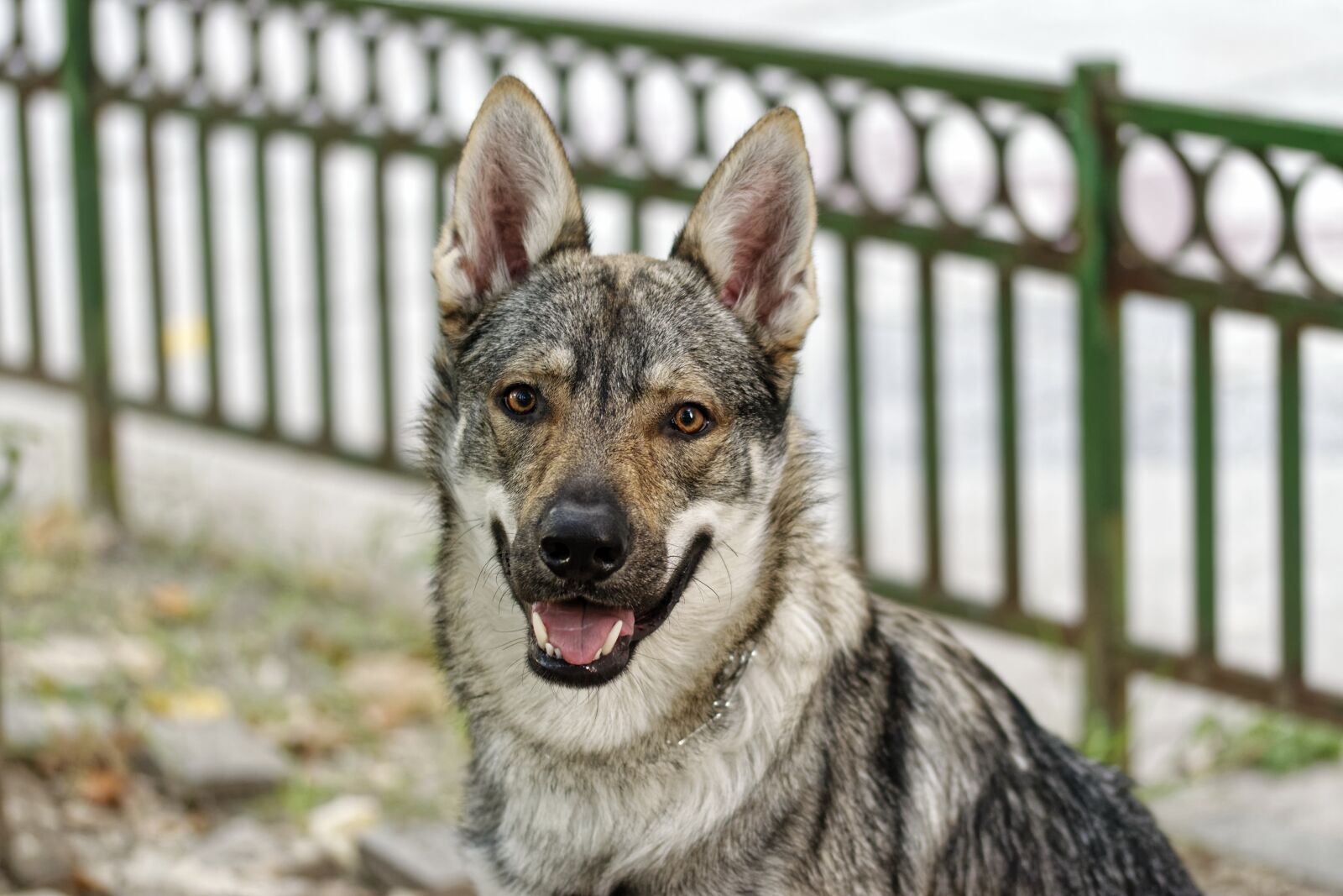 Nikon D5300 sample photo. Dog, pet, canine photography