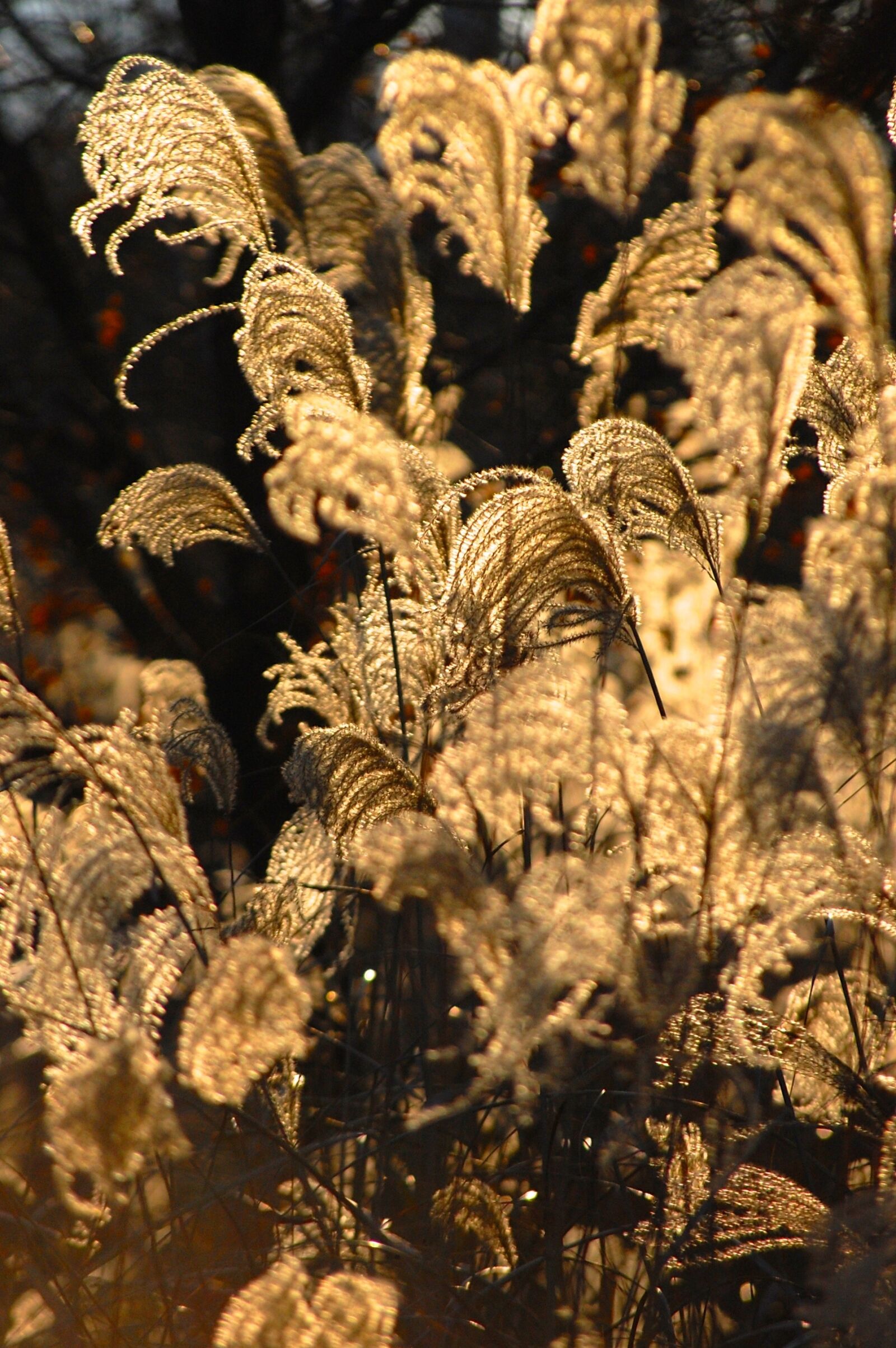 Nikon D40 sample photo. Plants, wispy, light photography